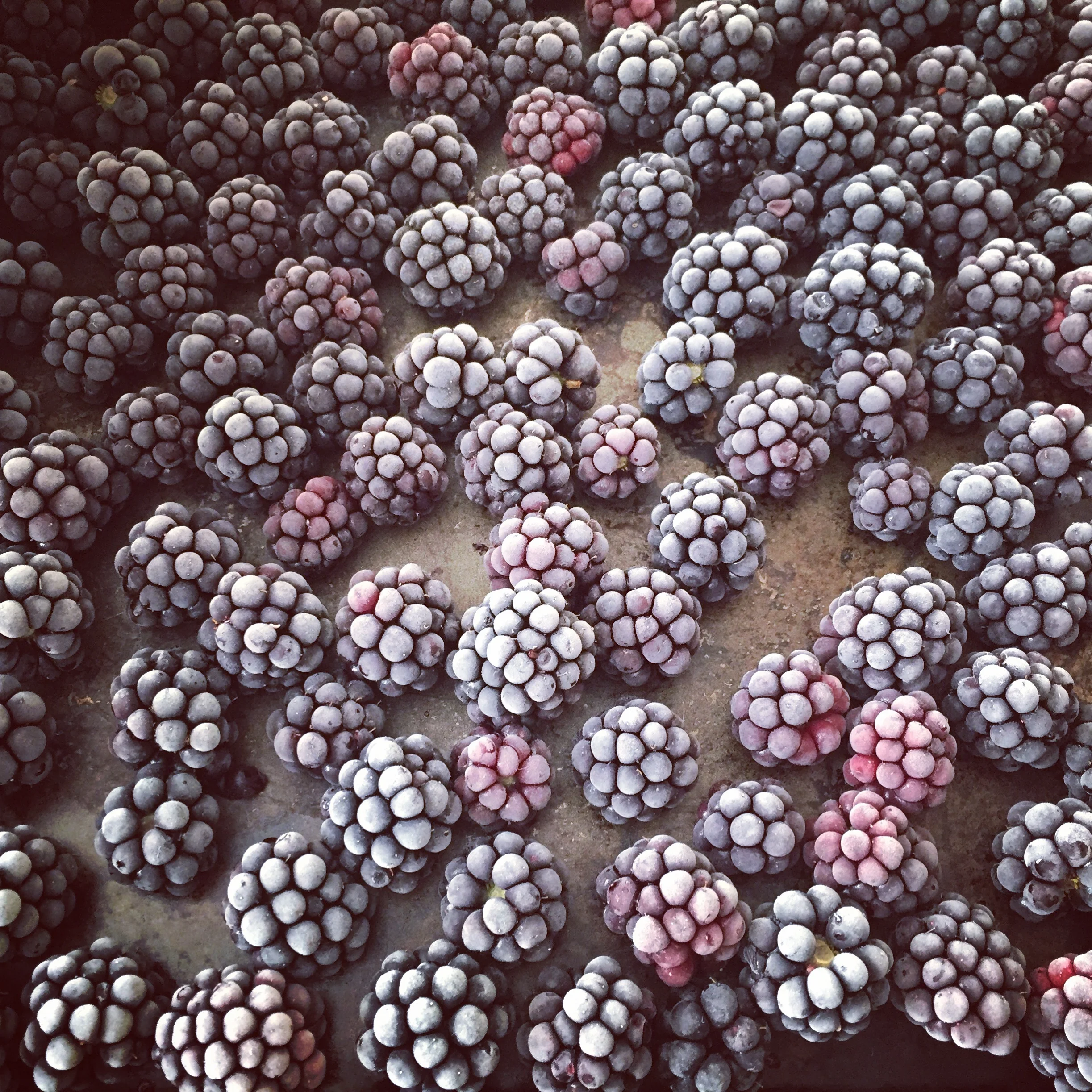 picked and quickly frozen blackberries- beautiful!