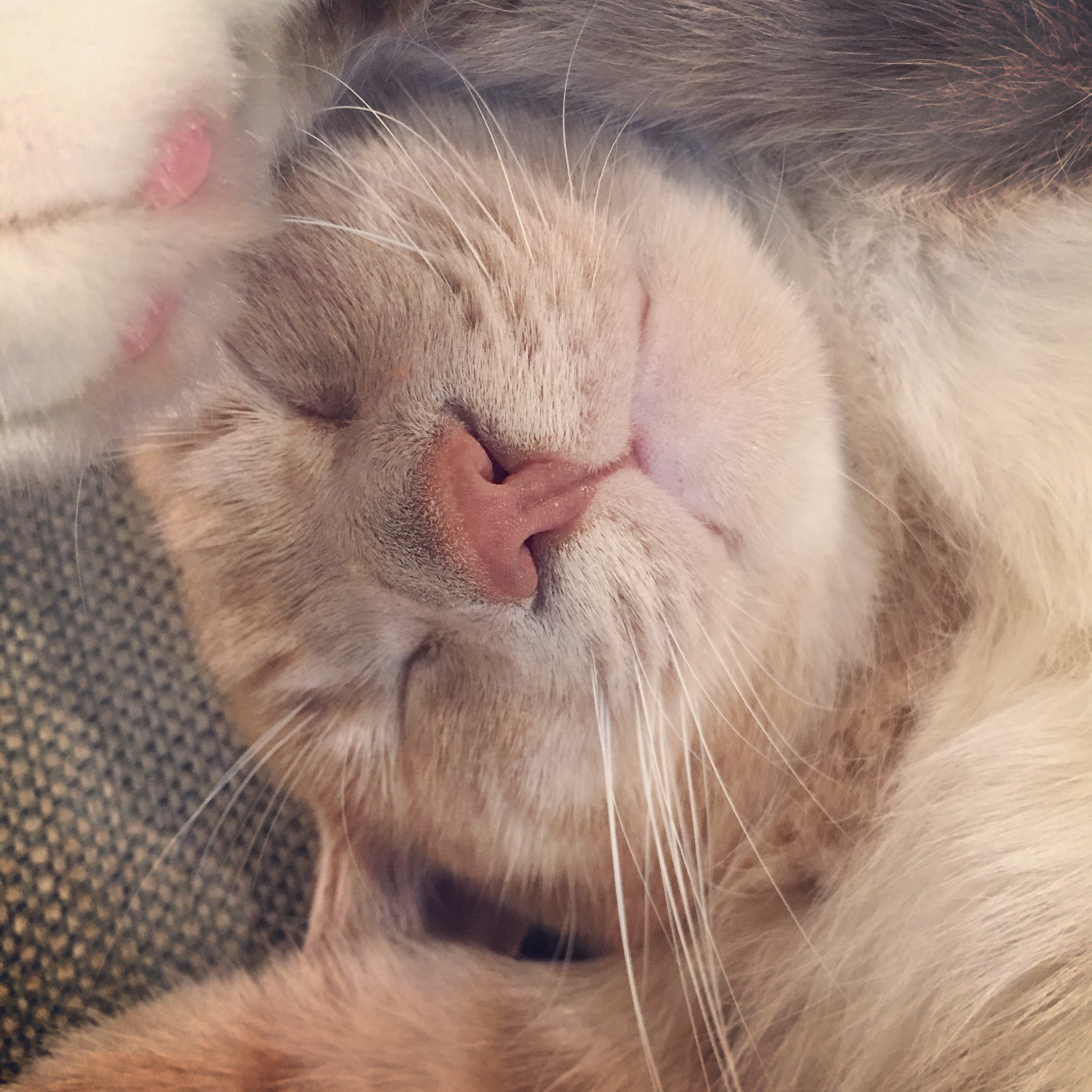 Snore!