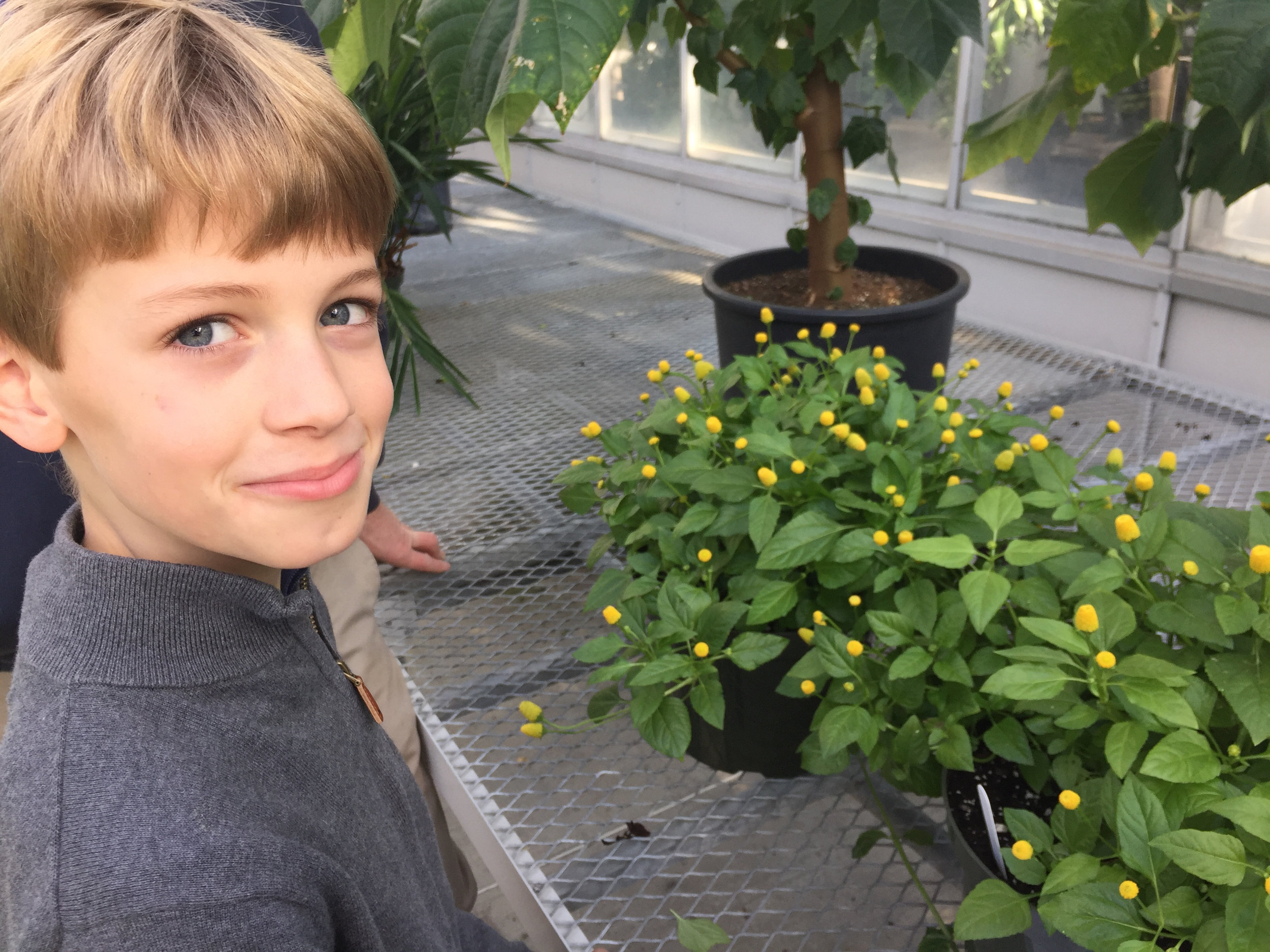 Jack tastes a toothache plant. Tingly!