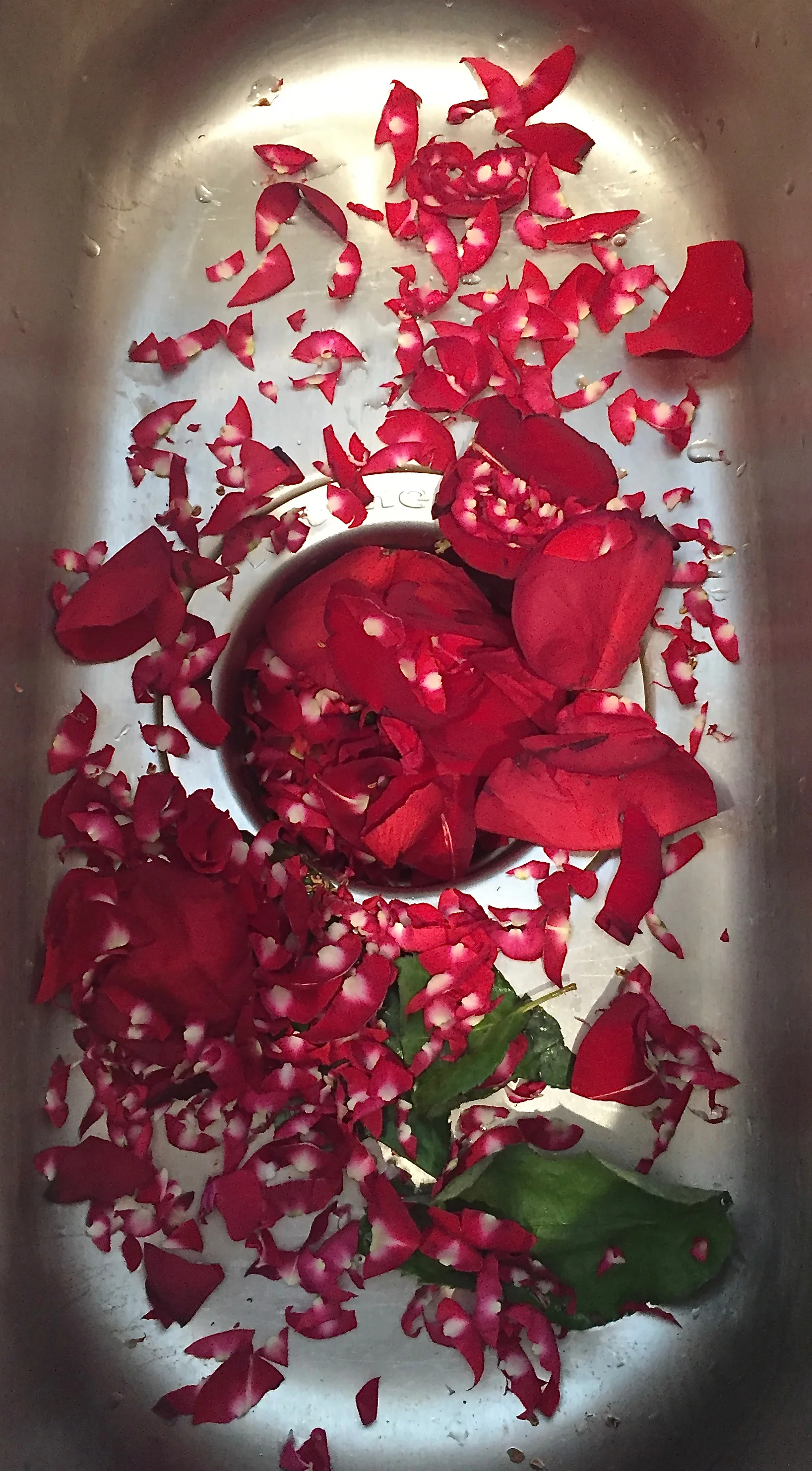 rose petal trimmings; you want just the velvety red parts!