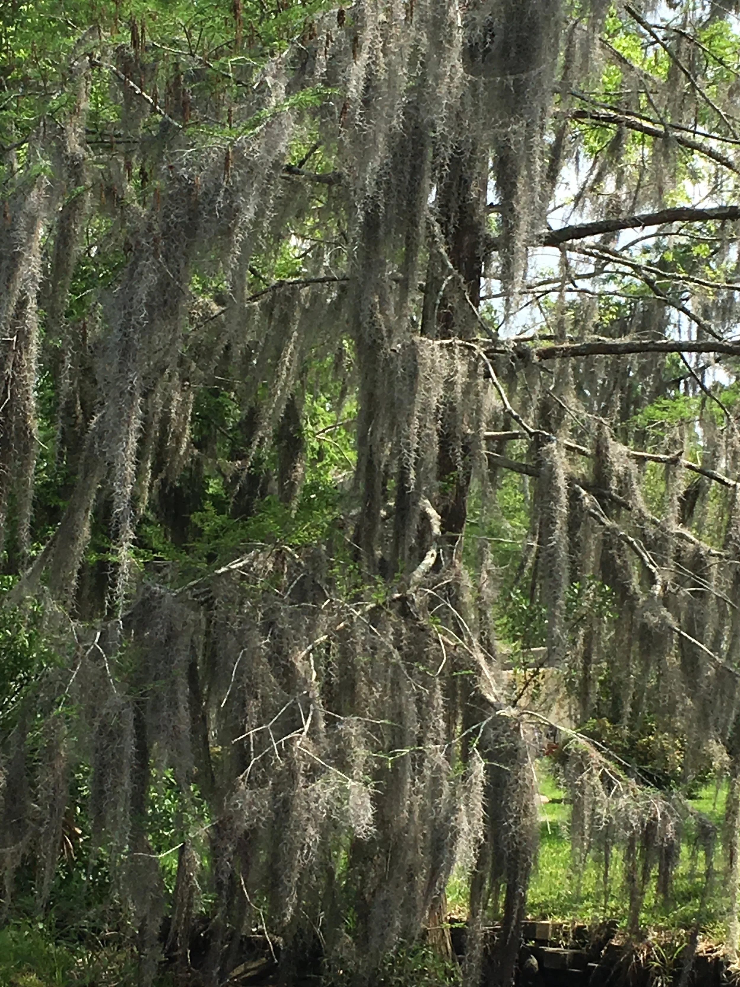 IMG_7963.JPG