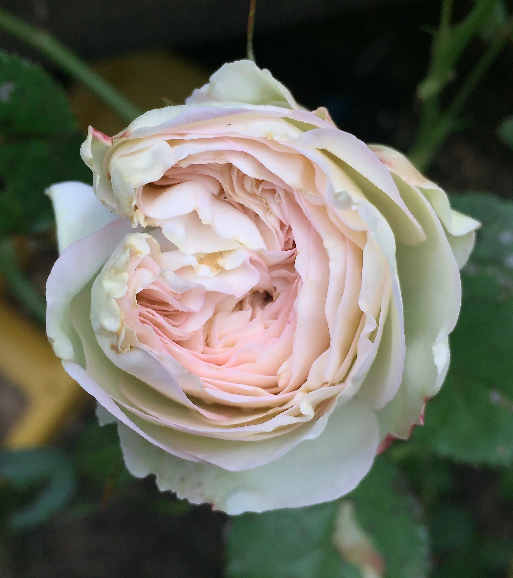 a beauty from my yard