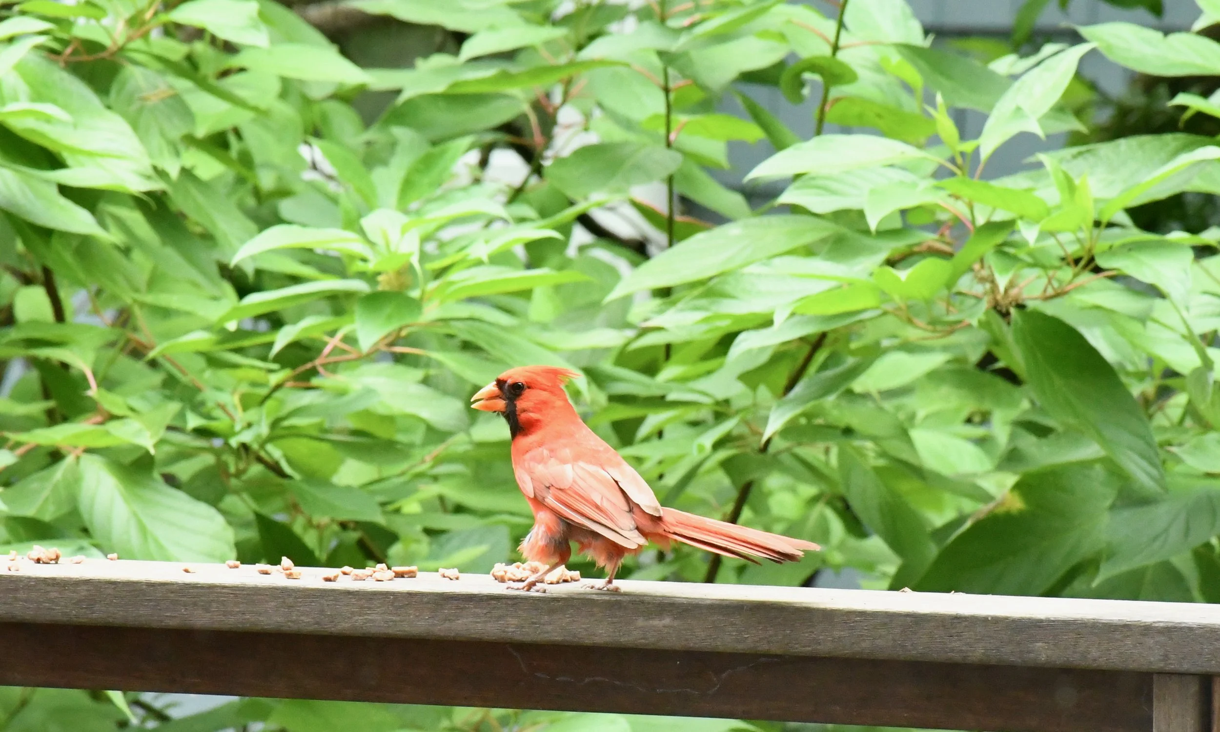 DSC_2747.jpeg