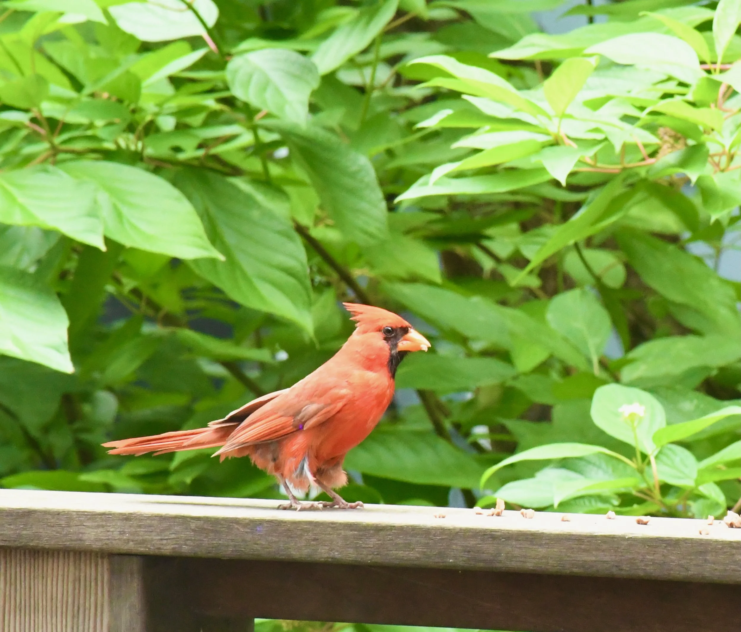 DSC_2755.jpeg