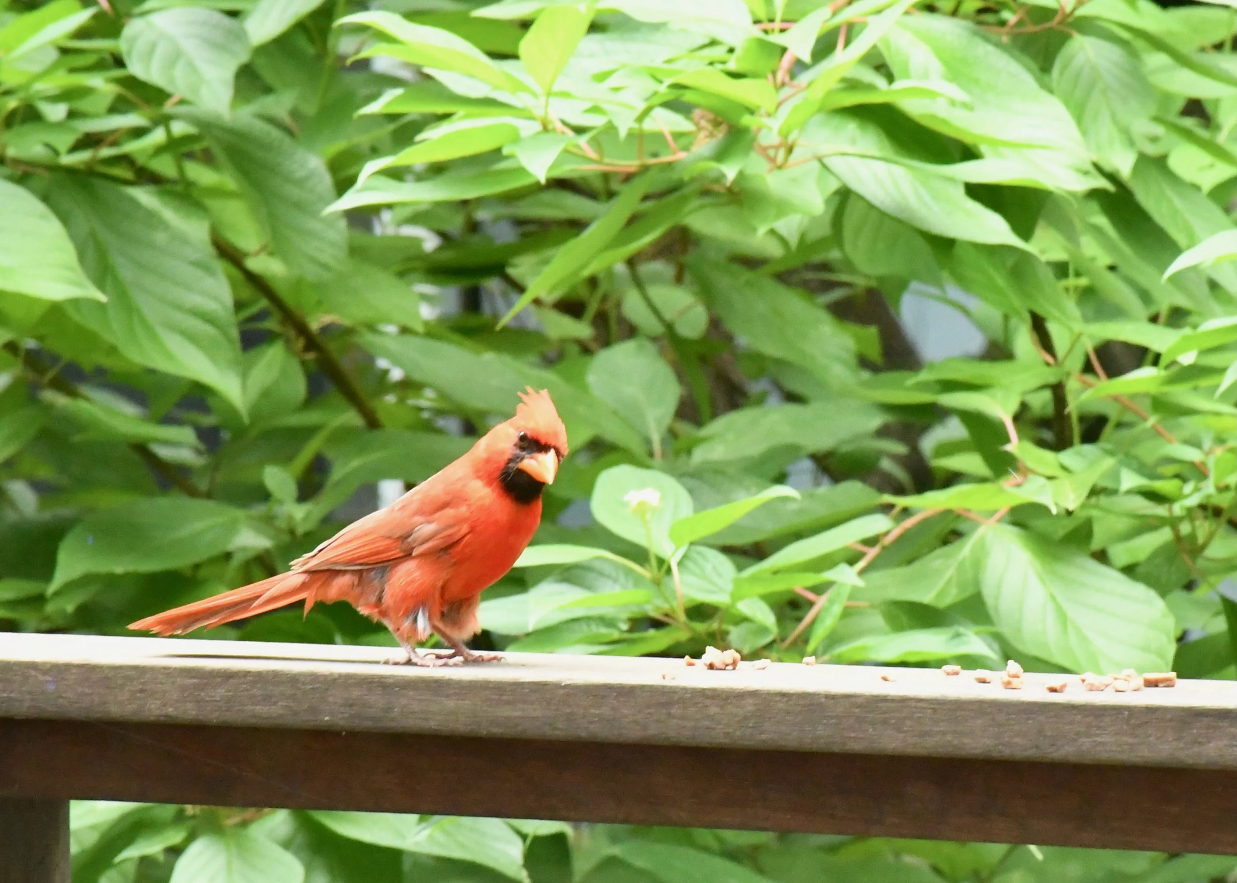 DSC_2765.jpeg