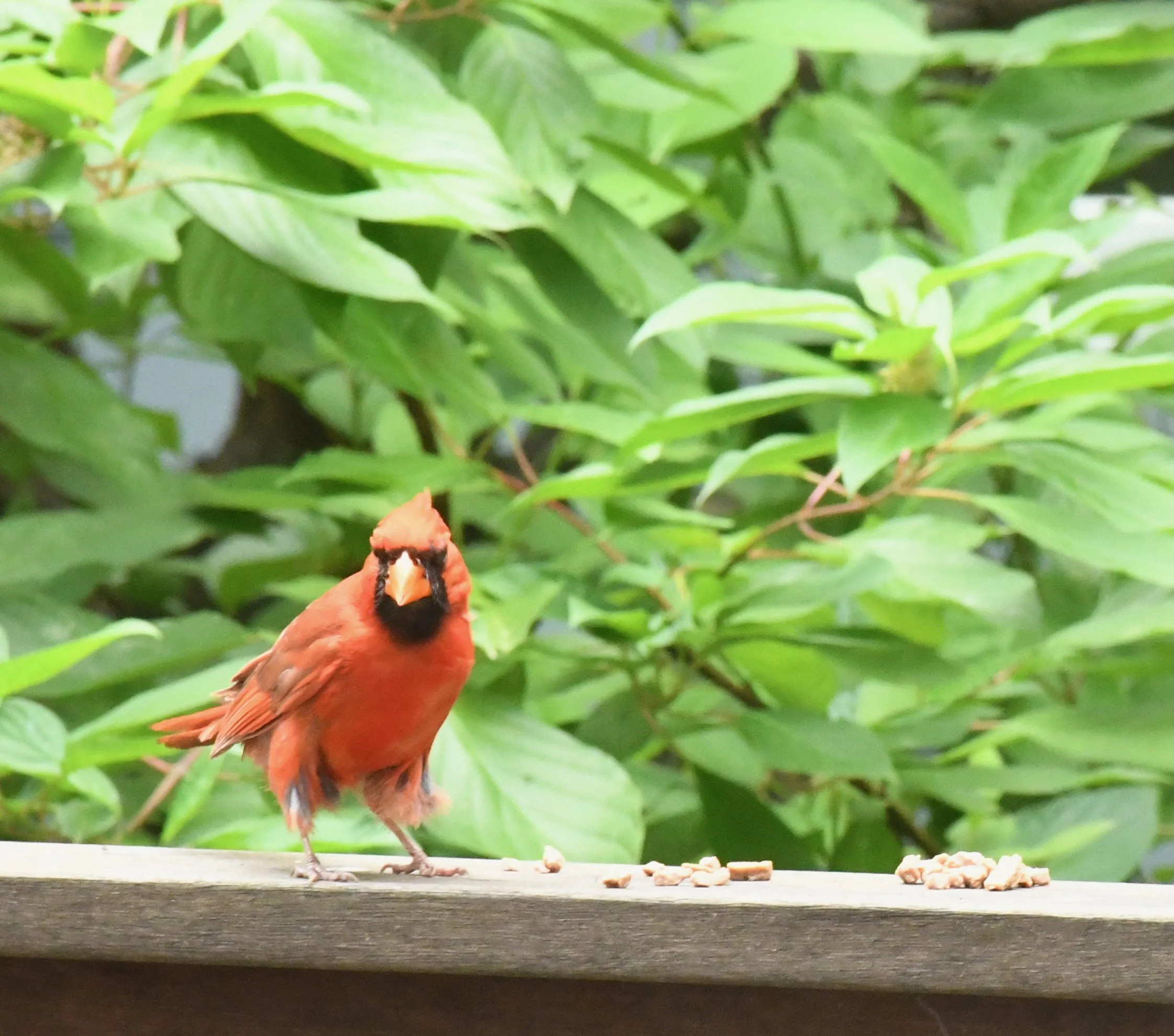 DSC_2771.jpeg