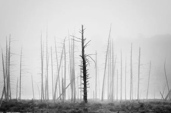 The Tree Snag