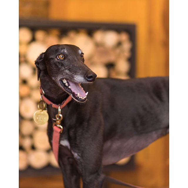 Thanks @kurtwphotog for getting a shot of our unofficial mascot Lulu.#lululovesweld come check out some good stuff down here at the Liberty Theater