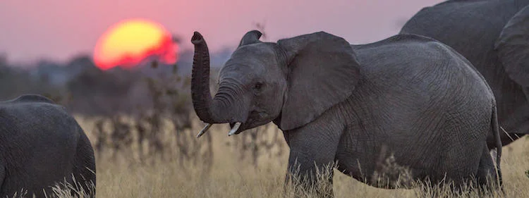 PHOTO VIA WORLD WILDLIFE FUND