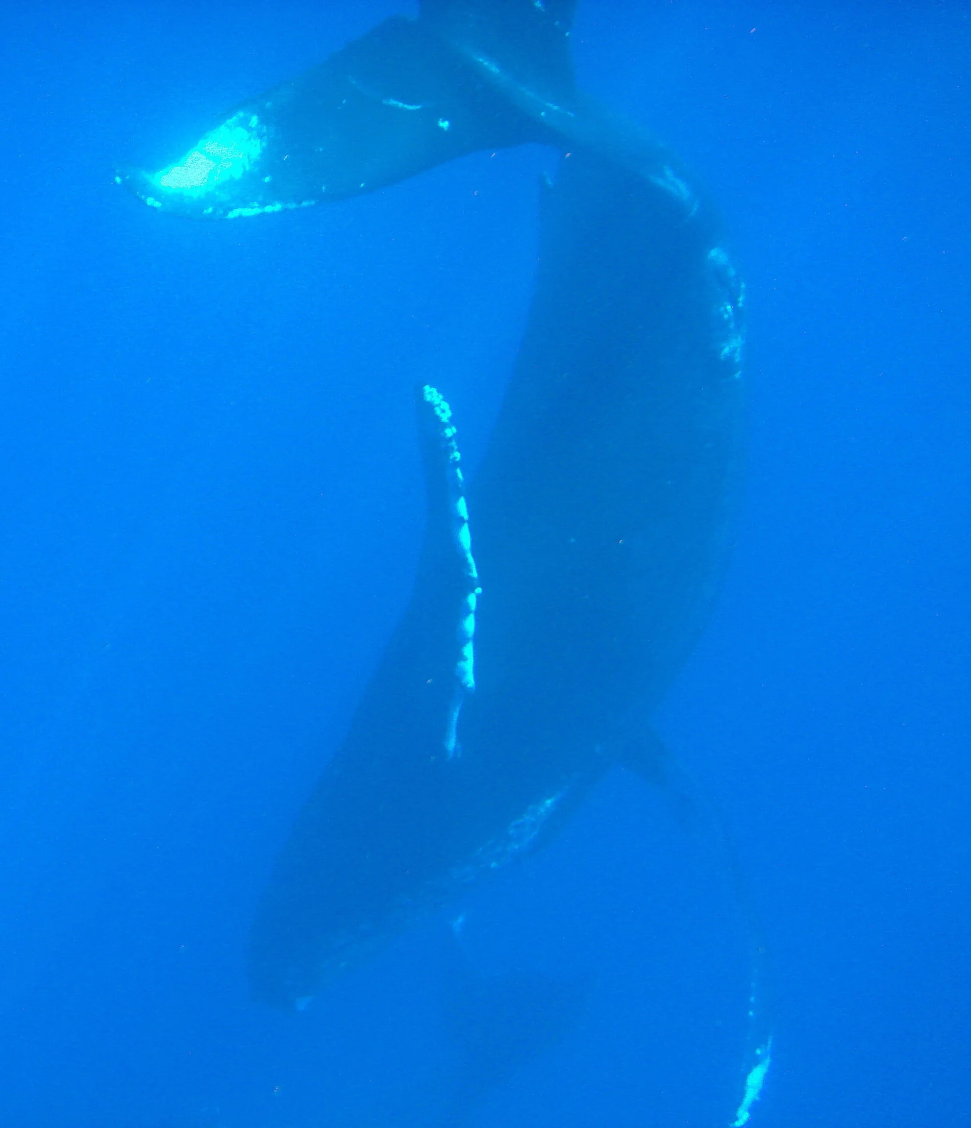 great whale.jpg