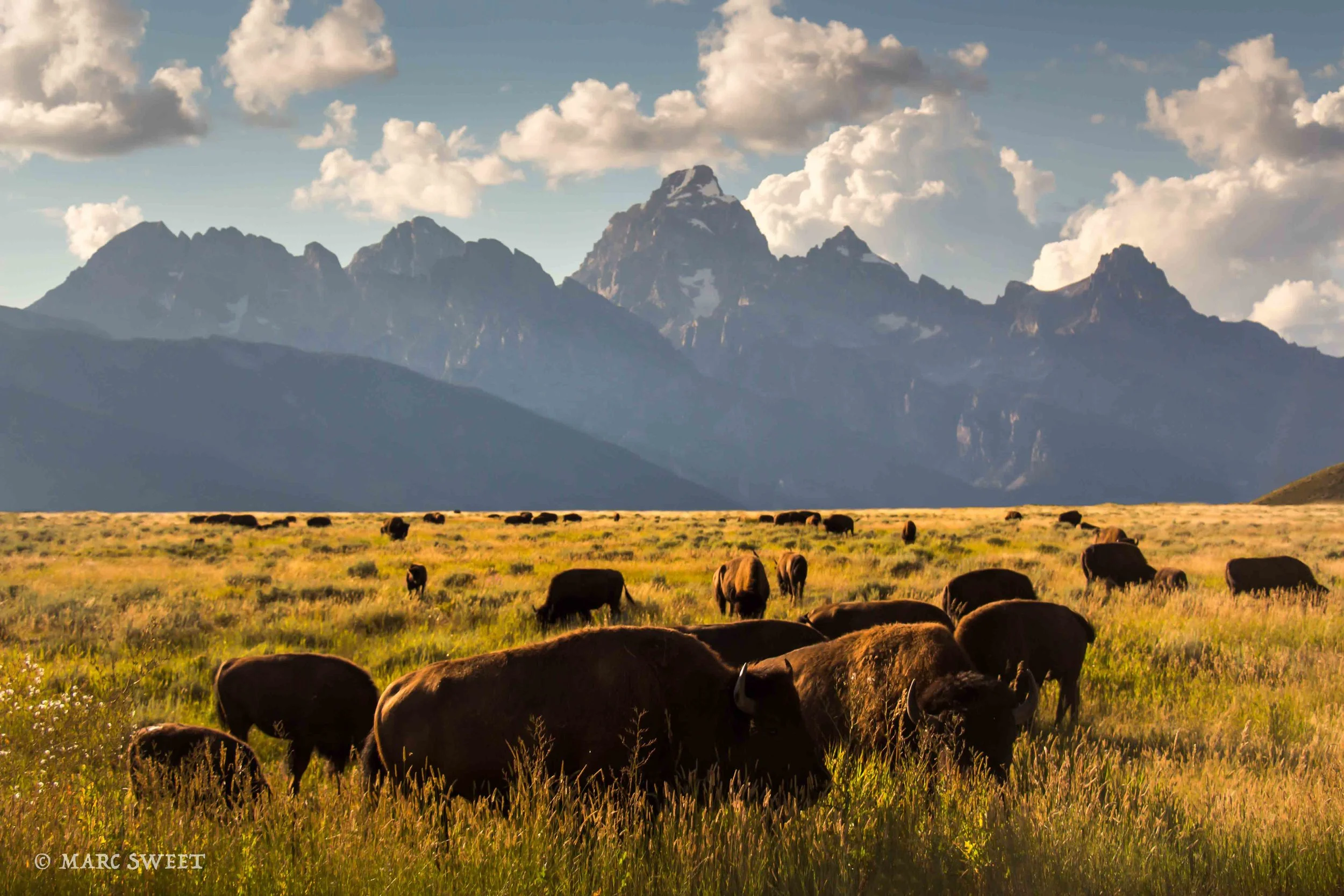 bison tetons-Edit.jpg