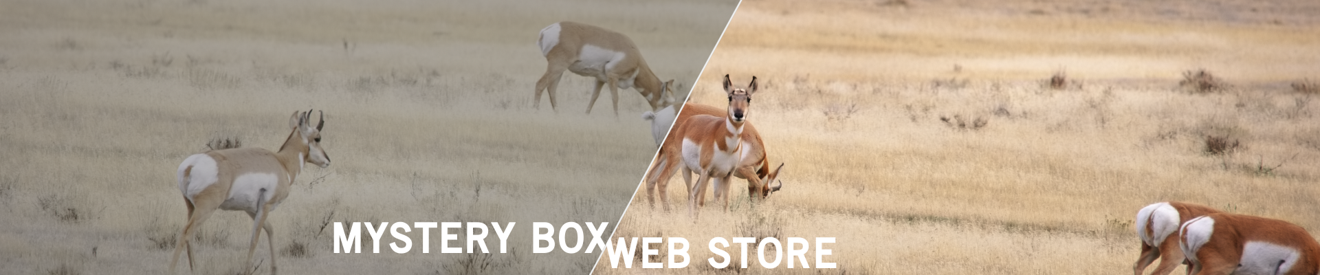 00 Store Front Header Image (1-03-17-34).png