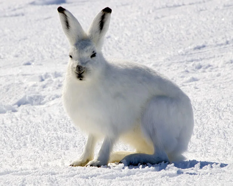 Arctic Hare . 2017. By Steve Sayles on Flickr . Under Creative Commons 2.0