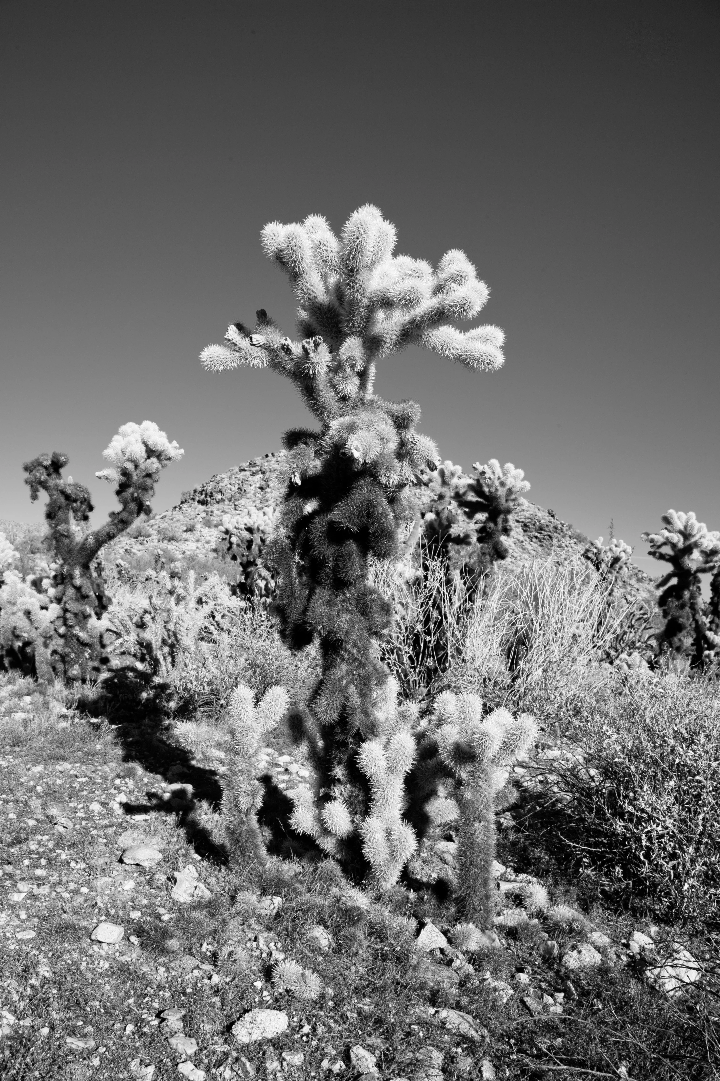 LaceHanky_Desert_Wedding_0010.jpg