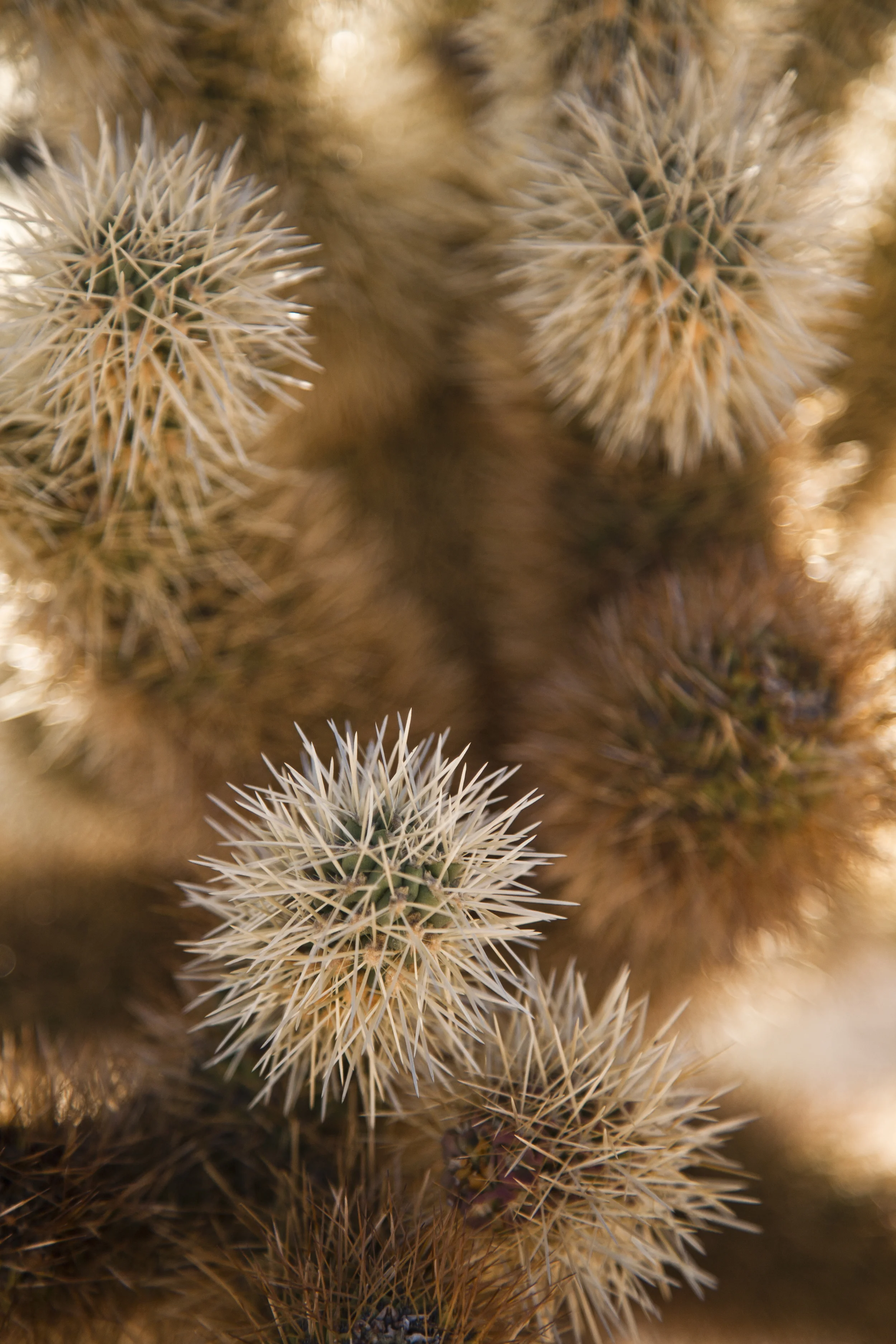 LaceHanky_Desert_Wedding_0013.jpg