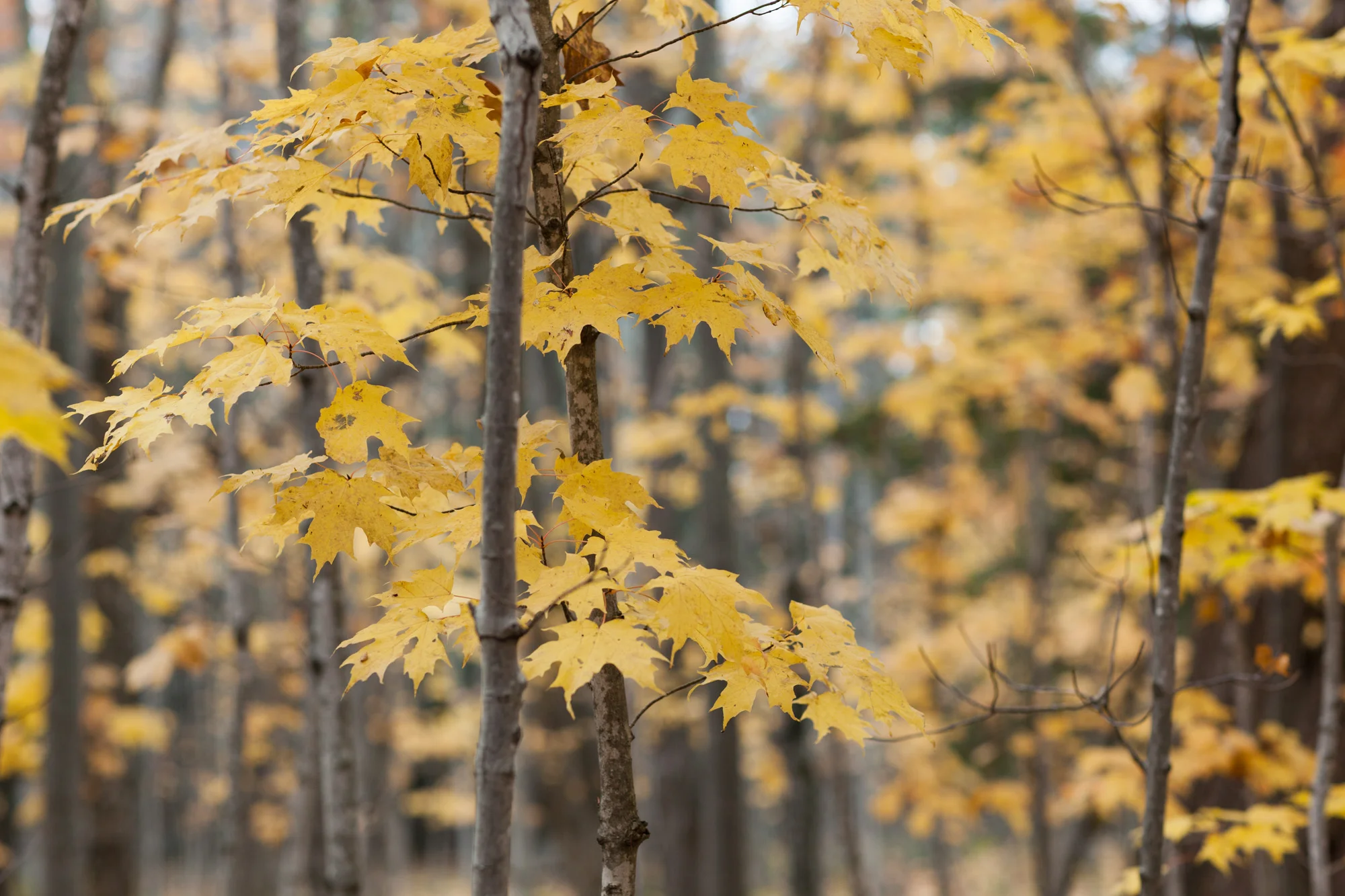 121020_MadelineIsland_9899.jpg