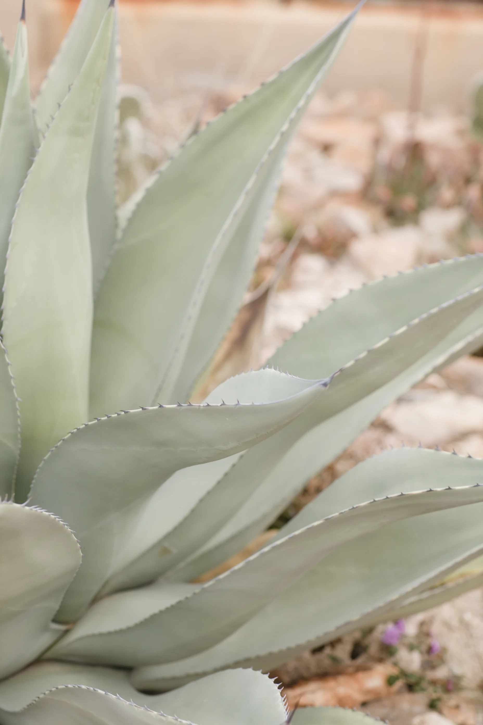 LaceHanky_Desert_Wedding_00040.jpg