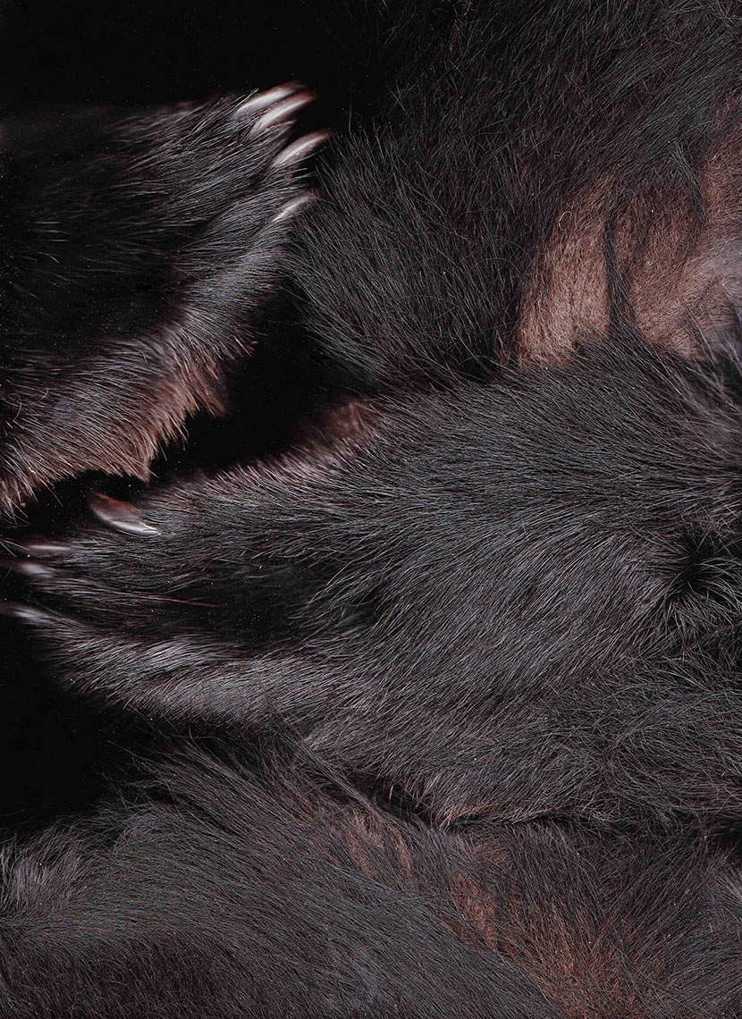 c_BearSkin_BOW_003.jpg