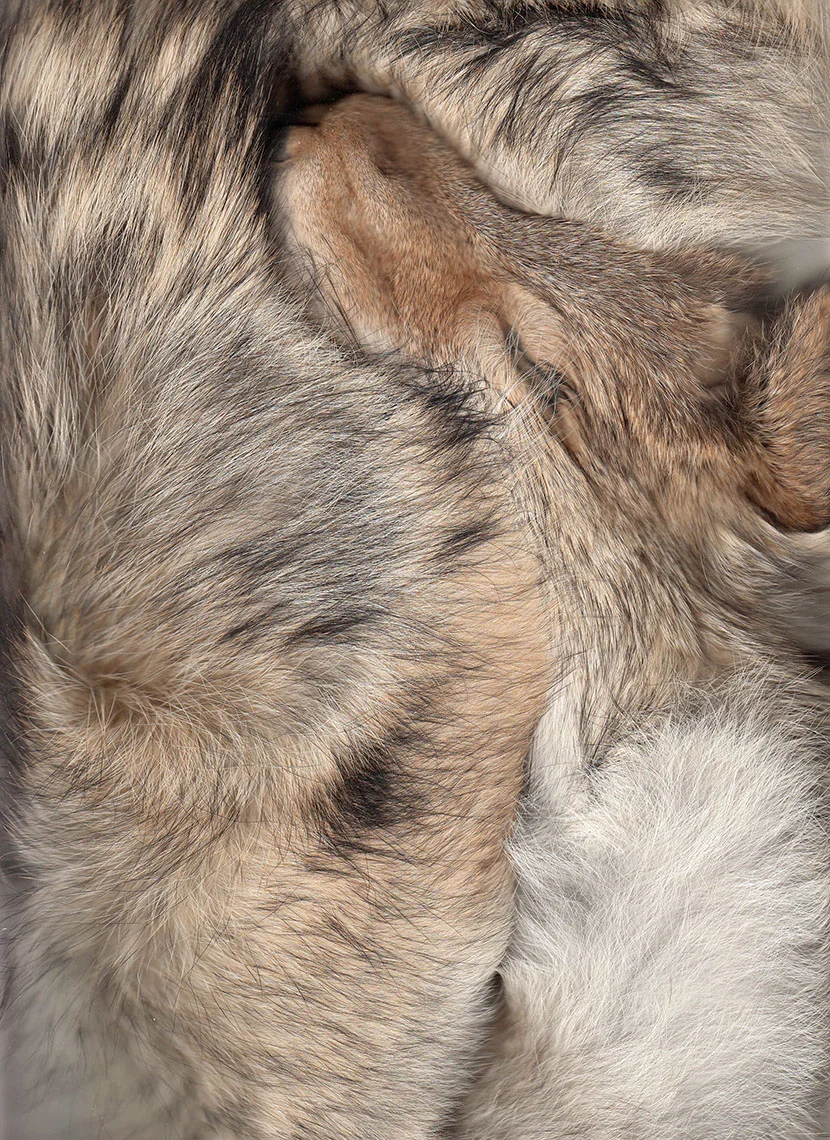 i_CoyoteSkin_BOW_009.jpg