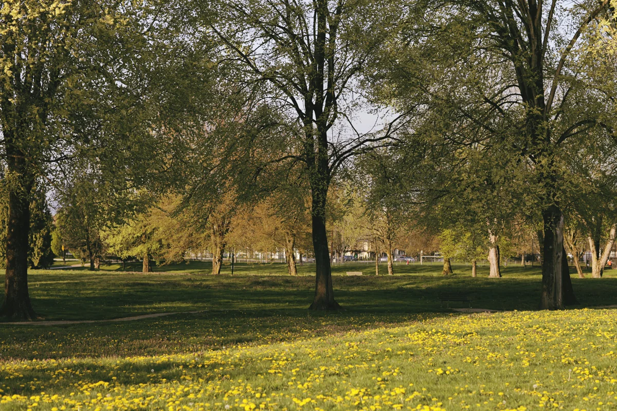 Vivian St &amp; Killarney Park