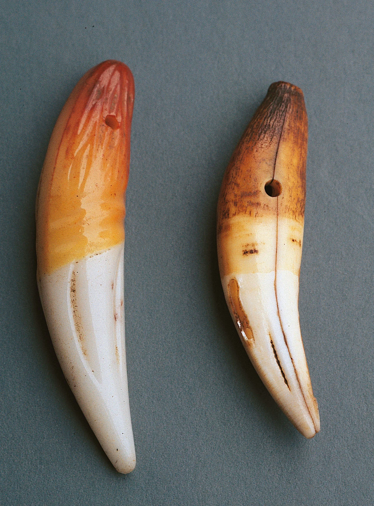 Bapterrosses molded glass lion’s tooth on left compared to pierced actual African lion tooth on the right; note how glass imitation replicates the darker portion of canine tooth buried in the gums. Courtesy of the late Dr. Boyd Walker. RKL