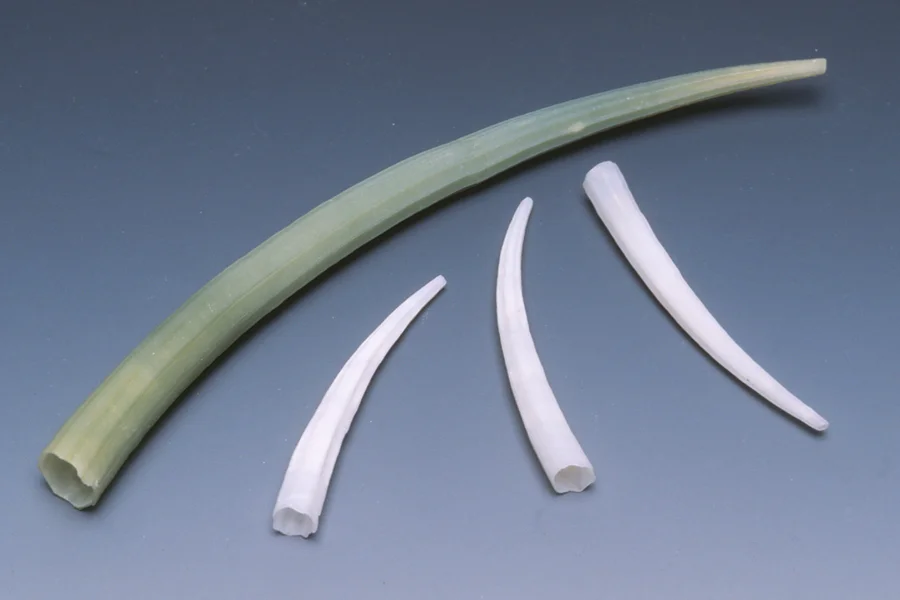Dentalium shells; note ends are open, so there is no need to perforate shell. RKL
