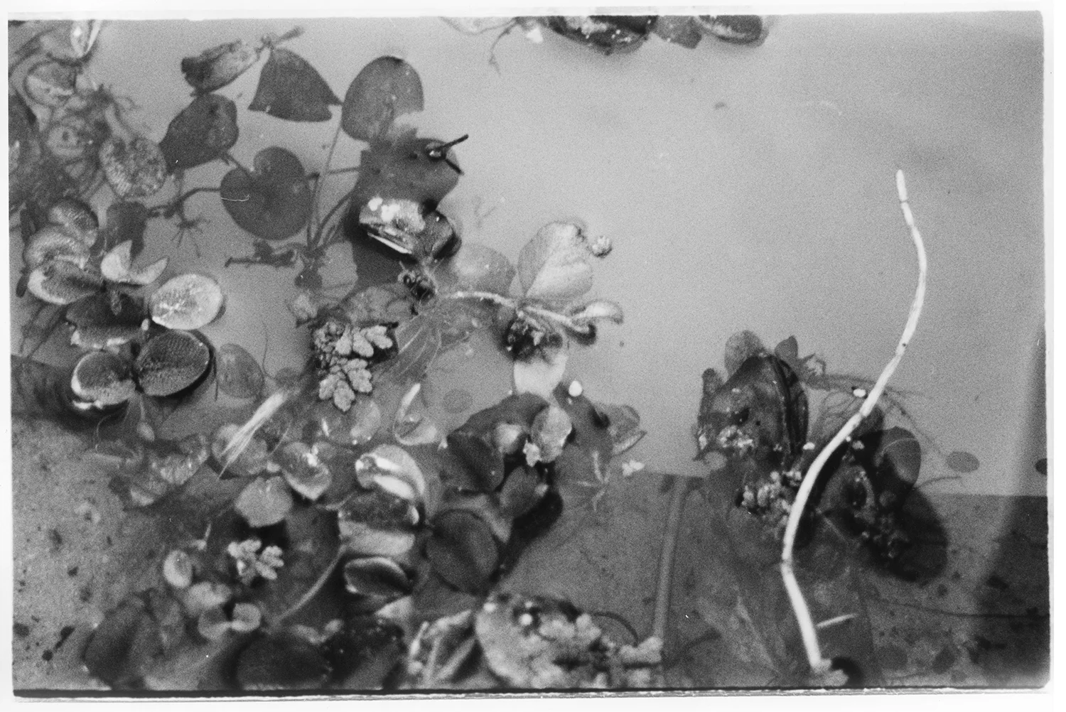 weeds-small.jpg