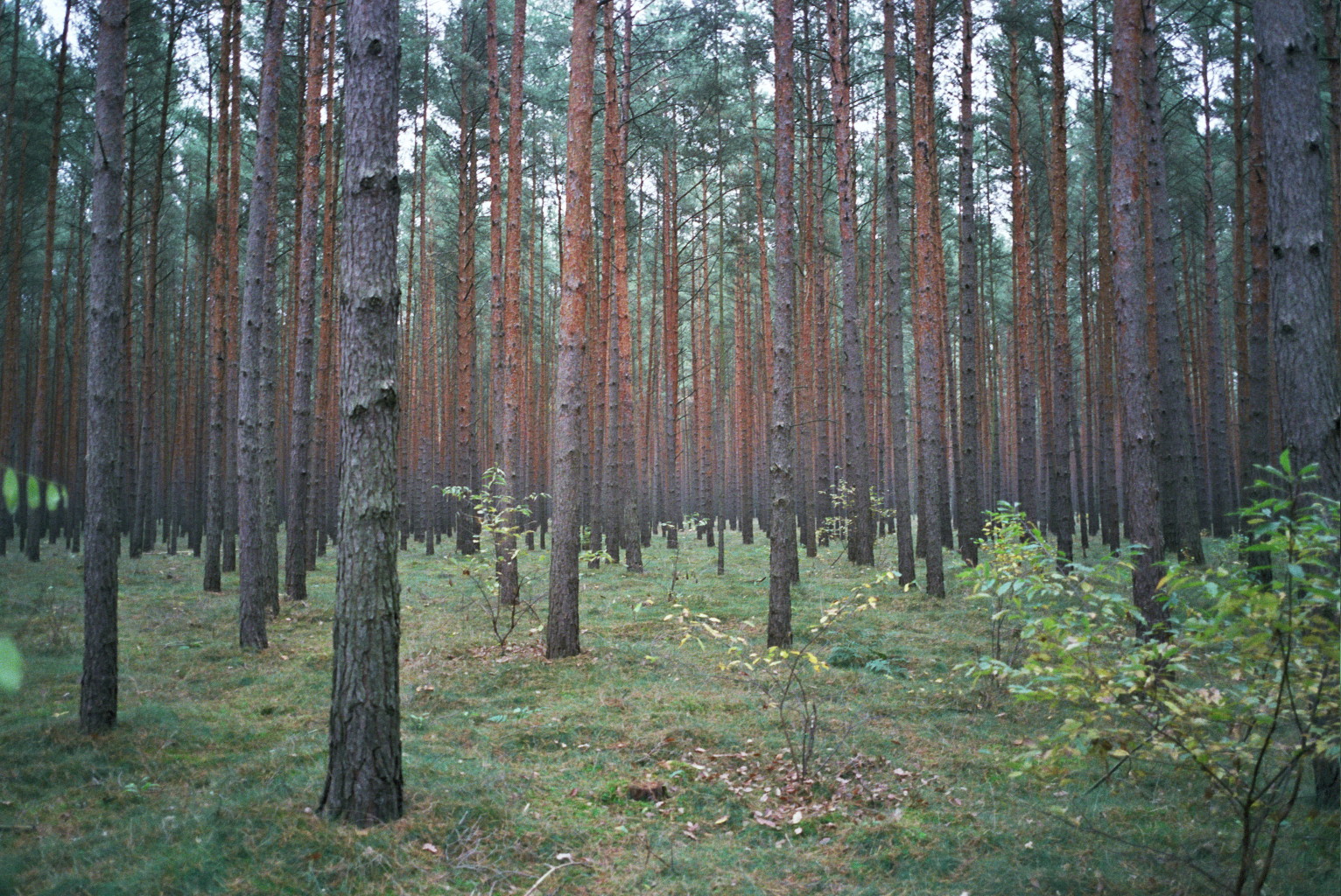 35mm_Hannover_Forest_a2_east_germany_exit.jpg