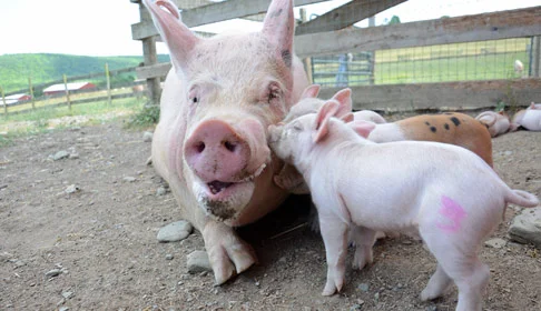Pig love!