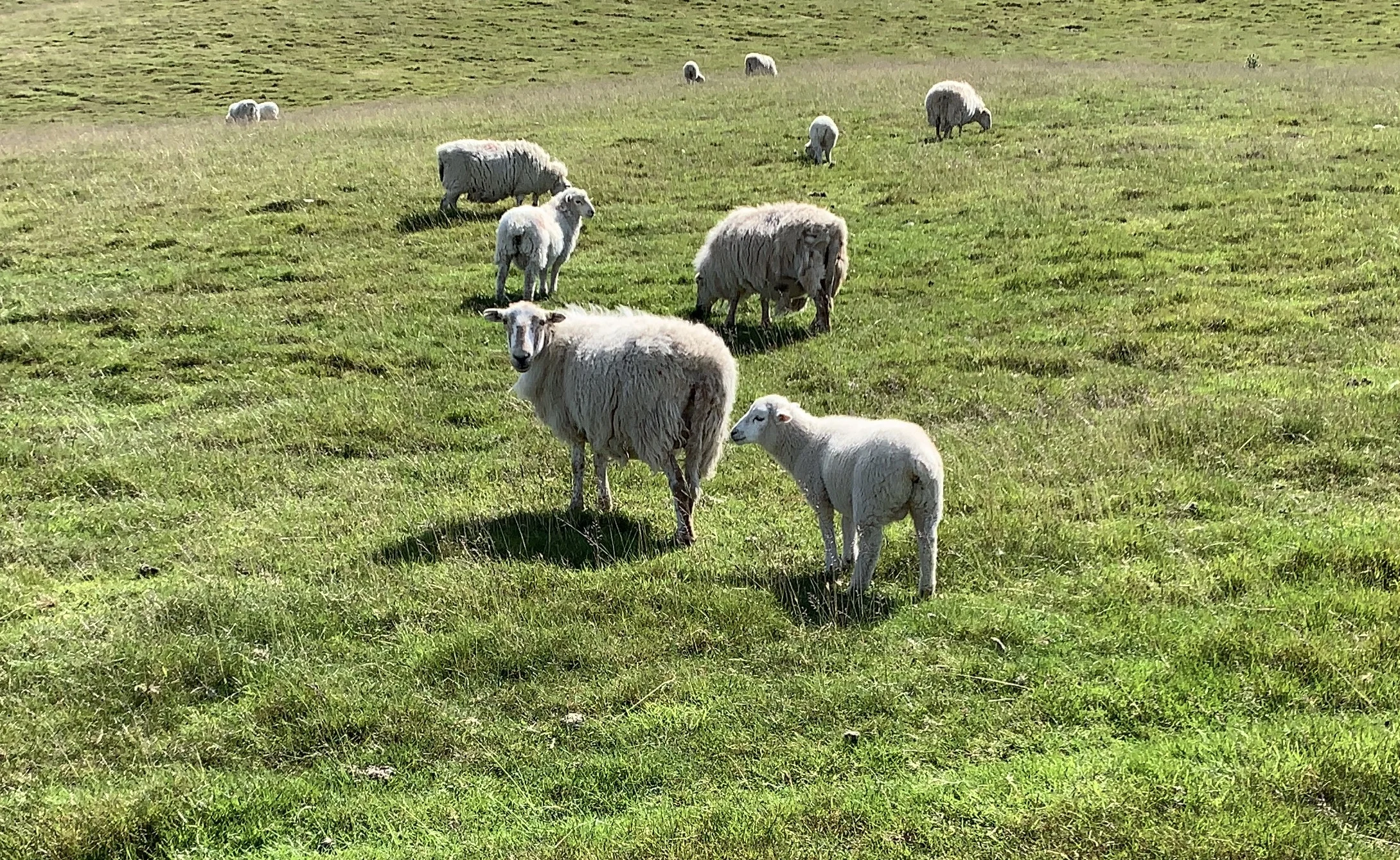 IMG_3904.jpeg