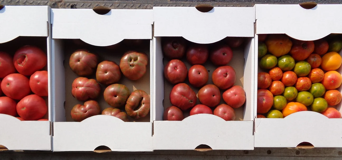 Second Spring Farm — EAT OUR VEGETABLES!