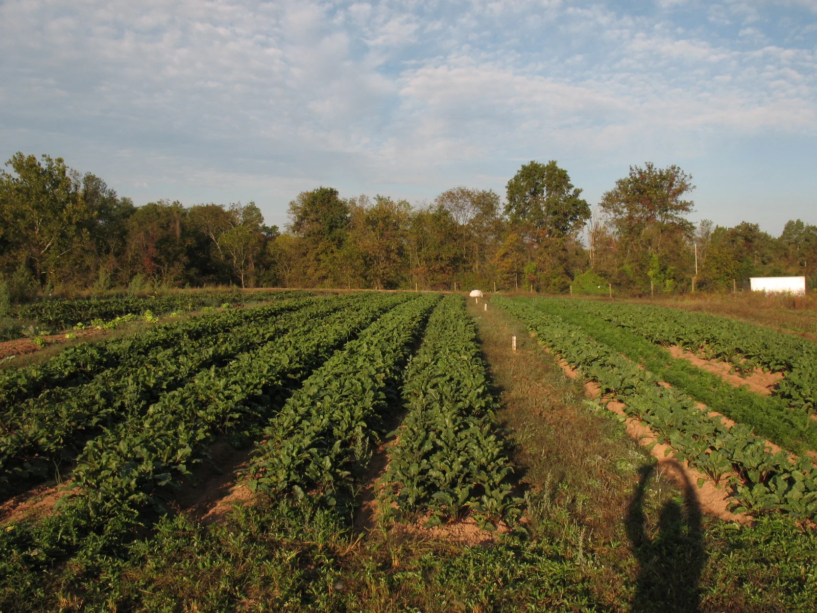 Beet - carrot field.JPG