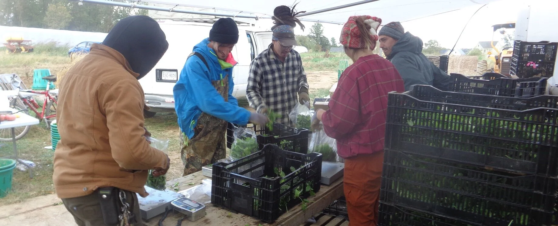 Greens bagging banner.JPG