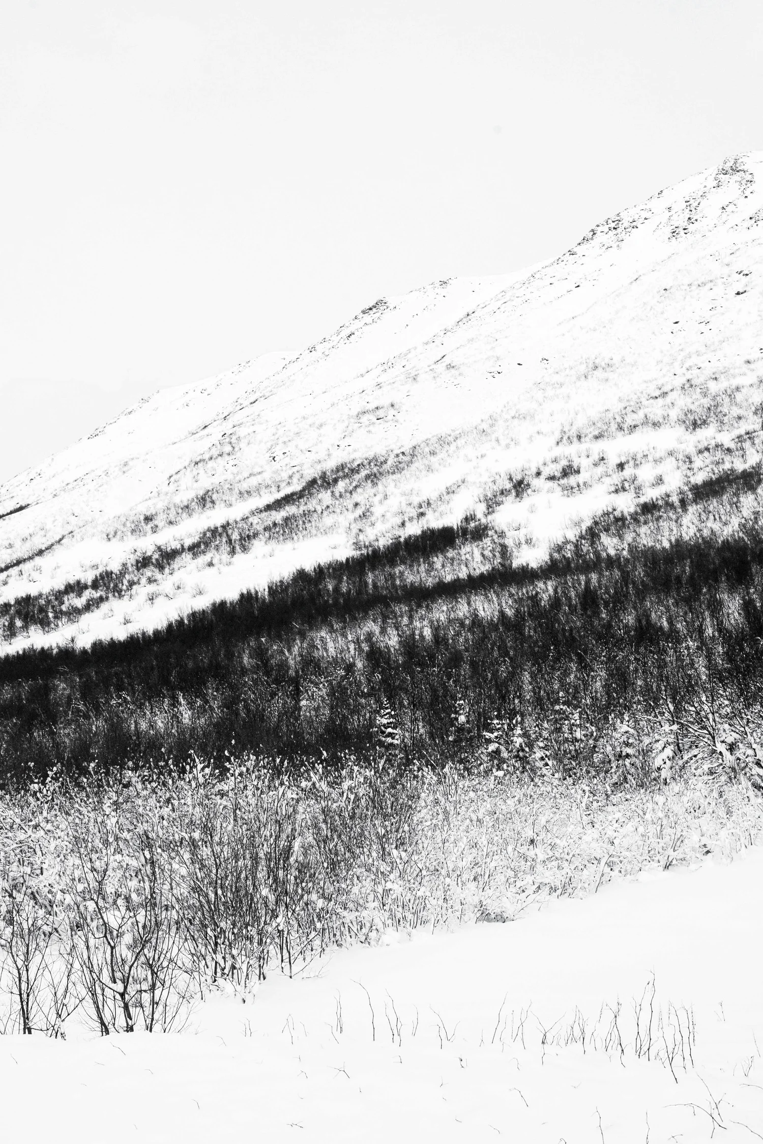 Arctic.jpg