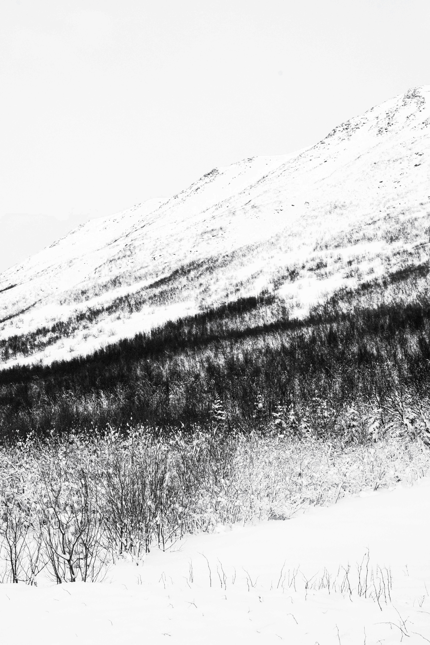 Arctic Forest - North