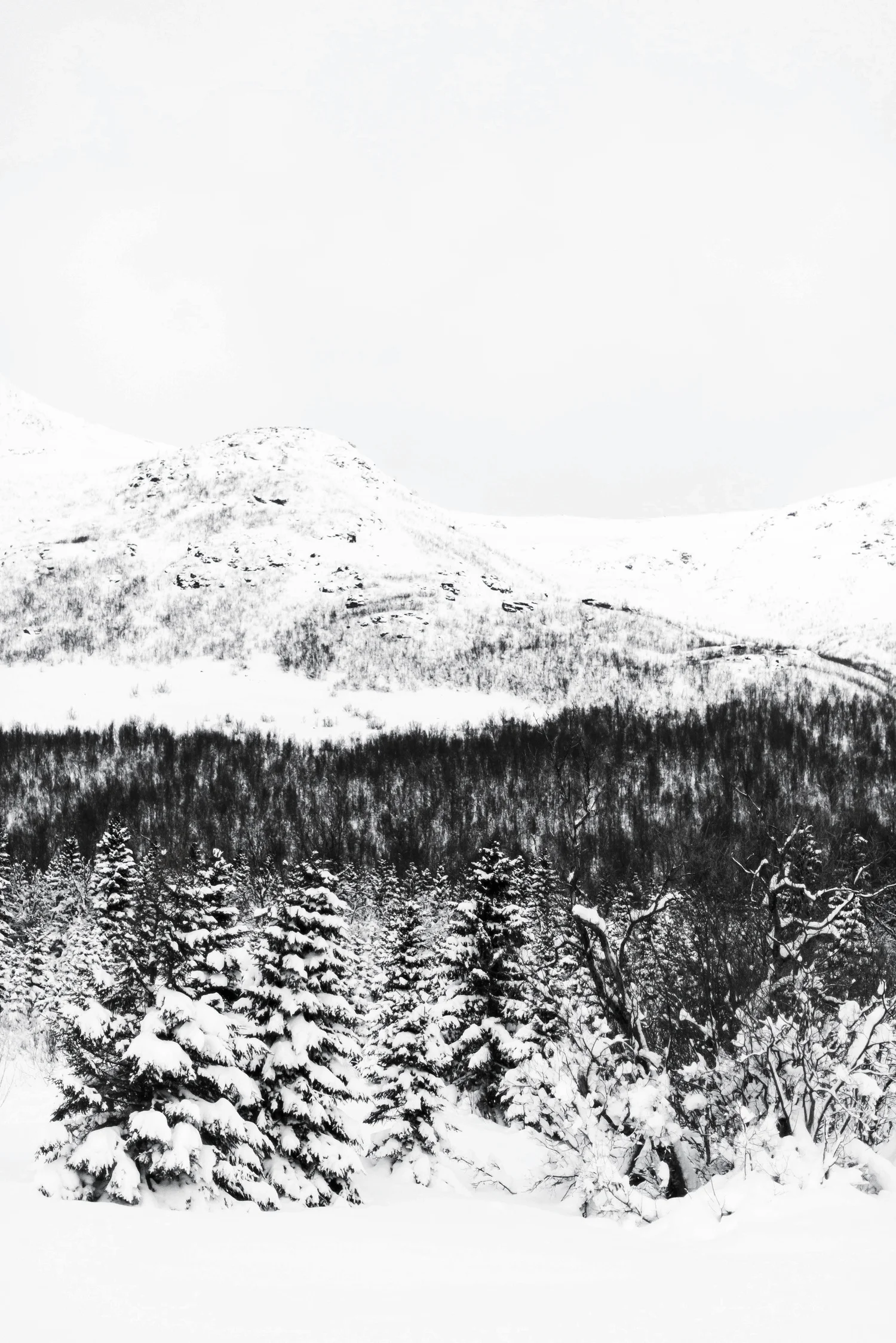 Arctic Forest - South