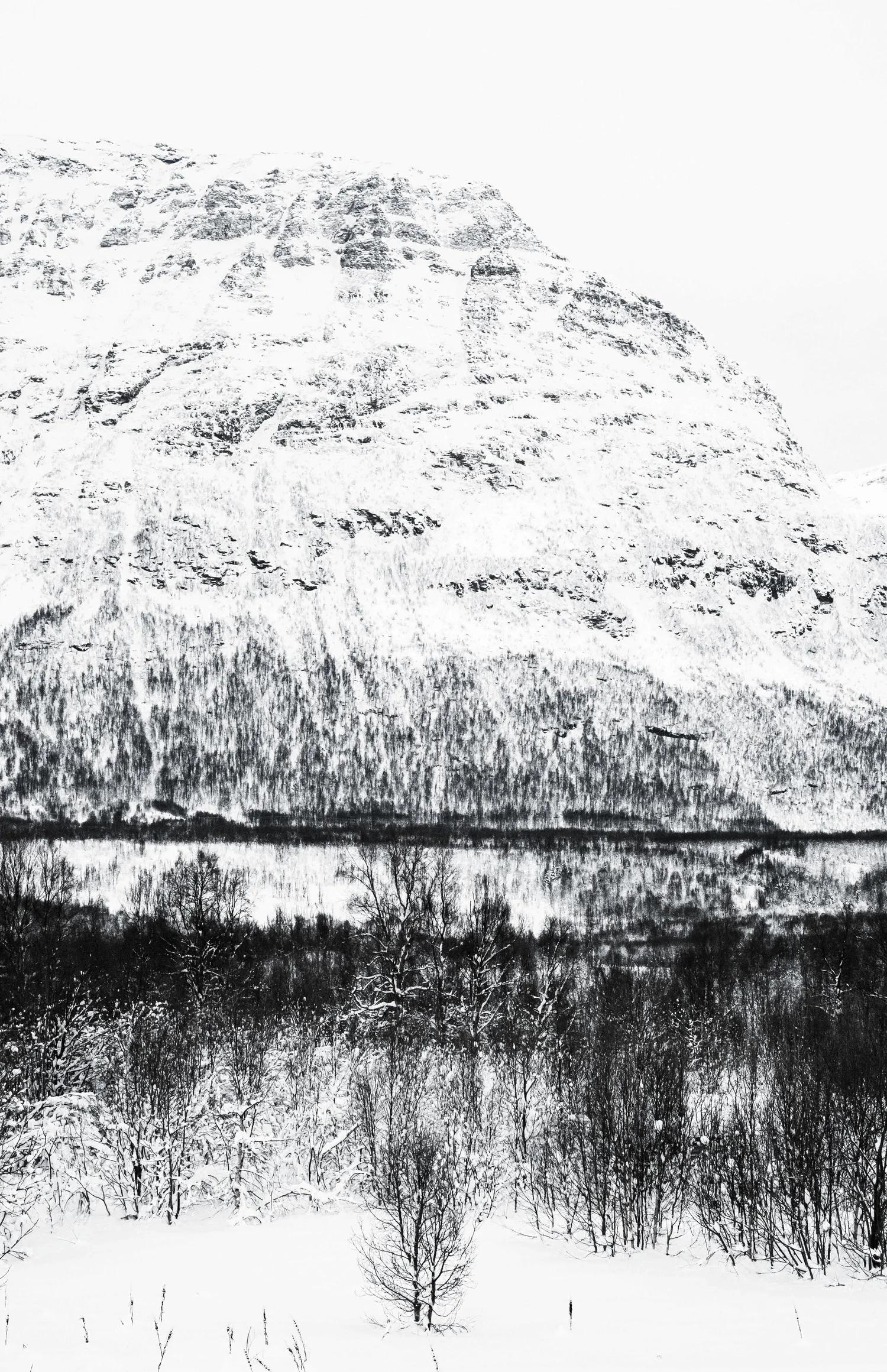 Arctic Forrest - East