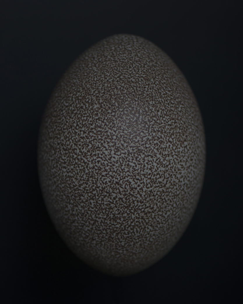 OvoidIII_Nick-Horan.png