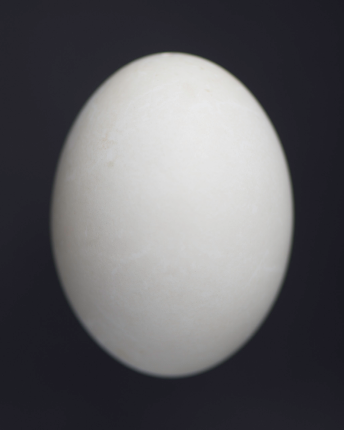 OvoidIV_NickHoran.png