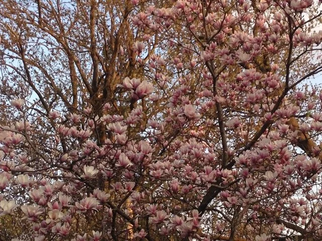 Erika de Vasconcelos: My Darling Dead Ones (Writers In Their Garden)