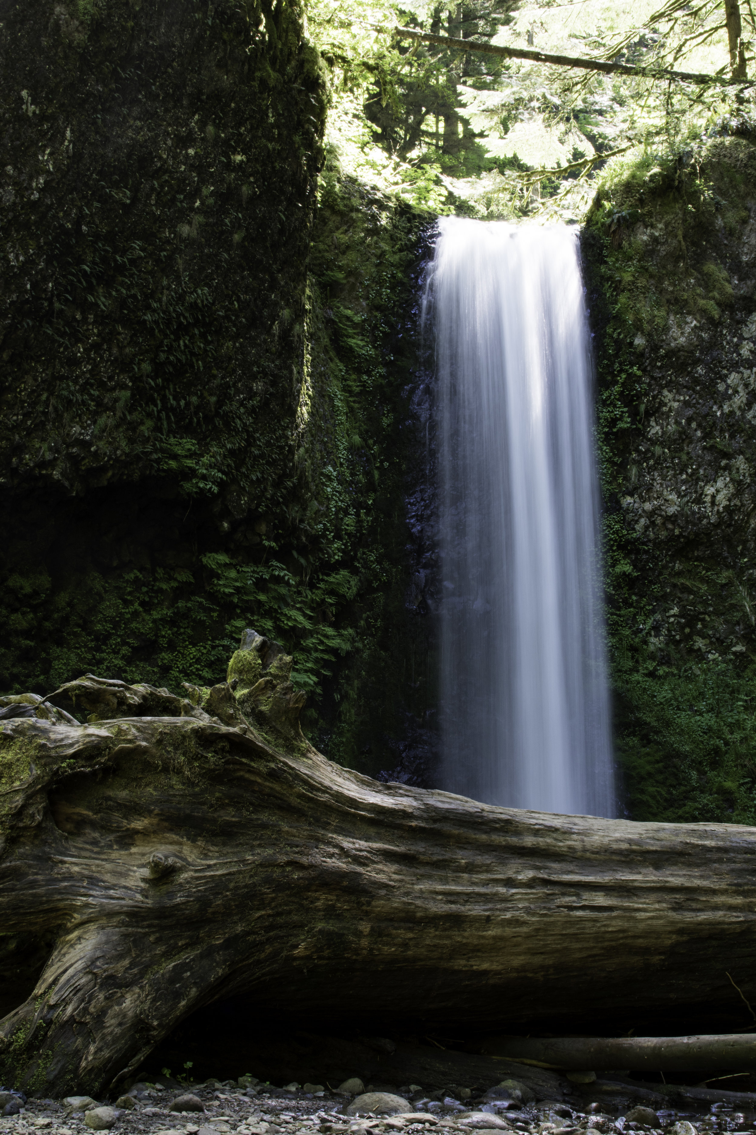 waterfall and tree.jpg