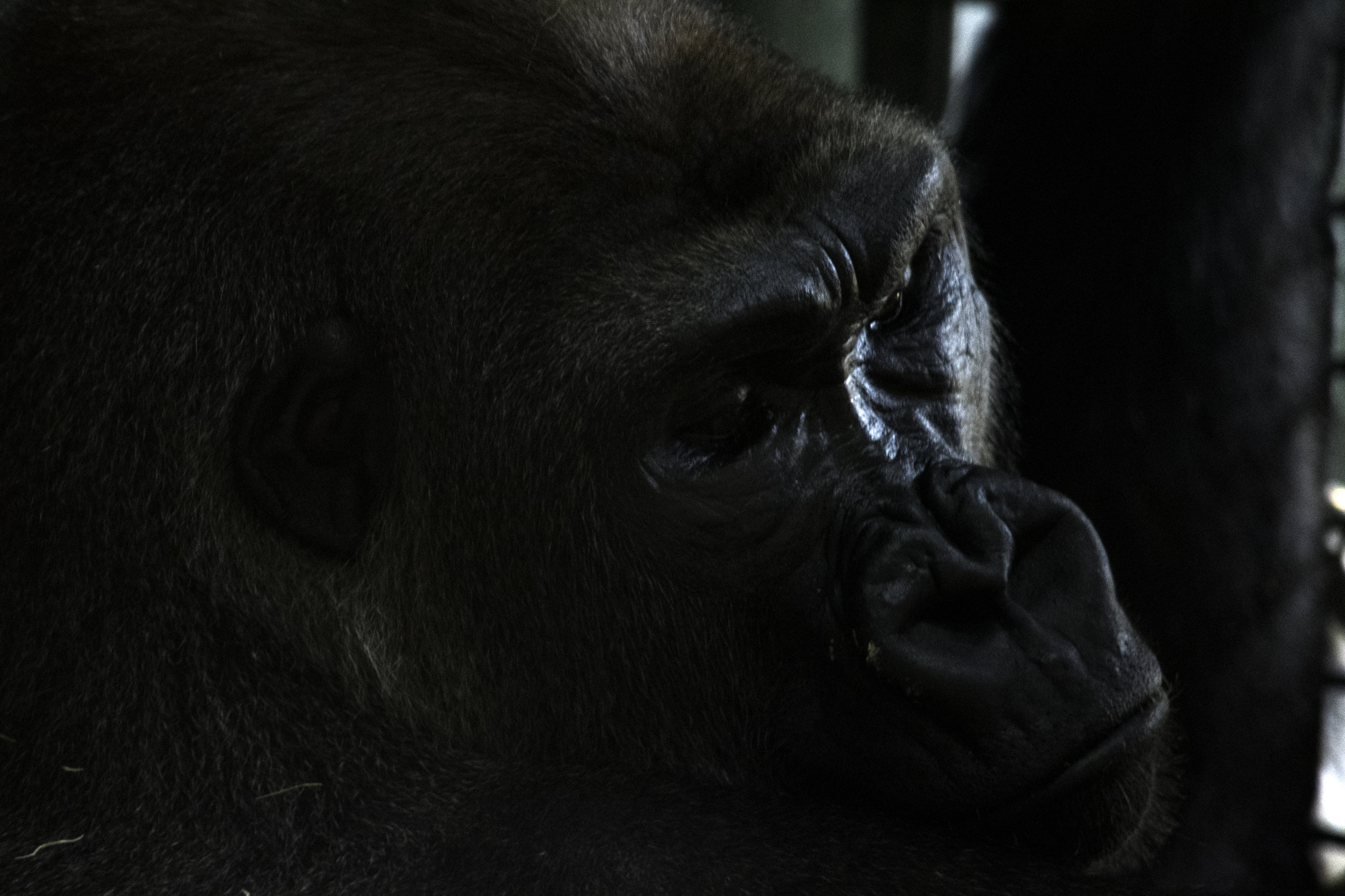 gorilla 3.jpg