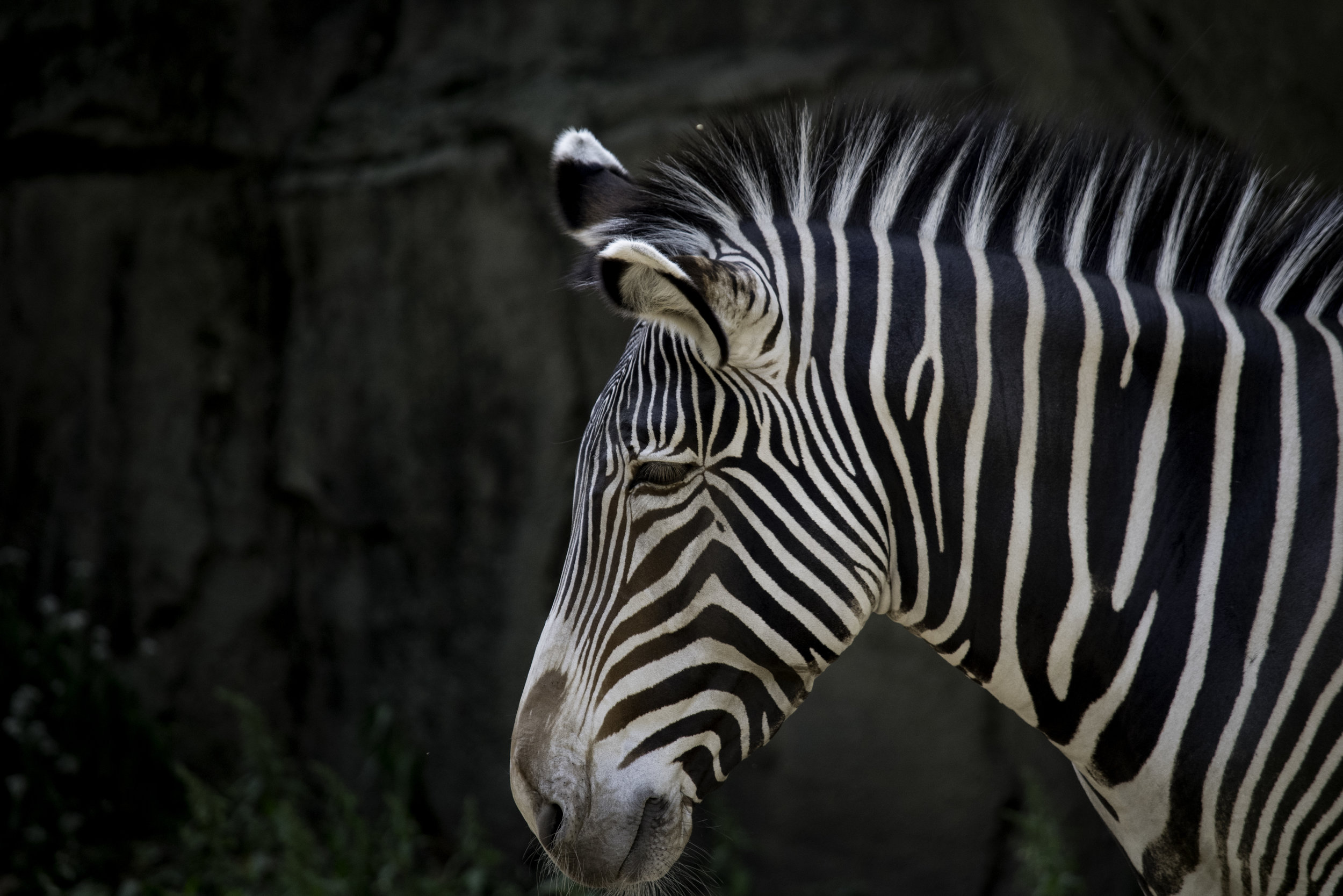 zebra.jpg