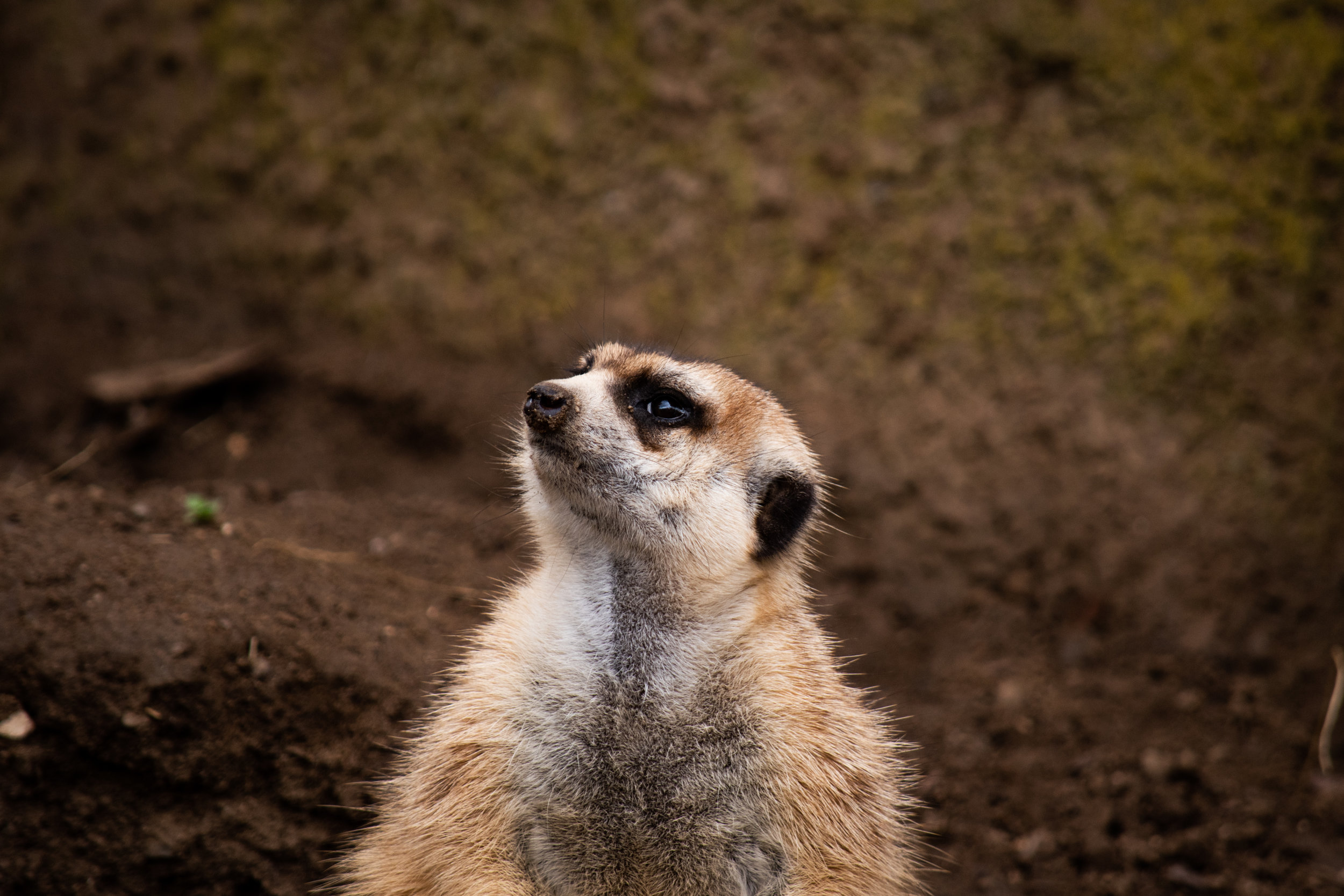 zoo 75.jpg