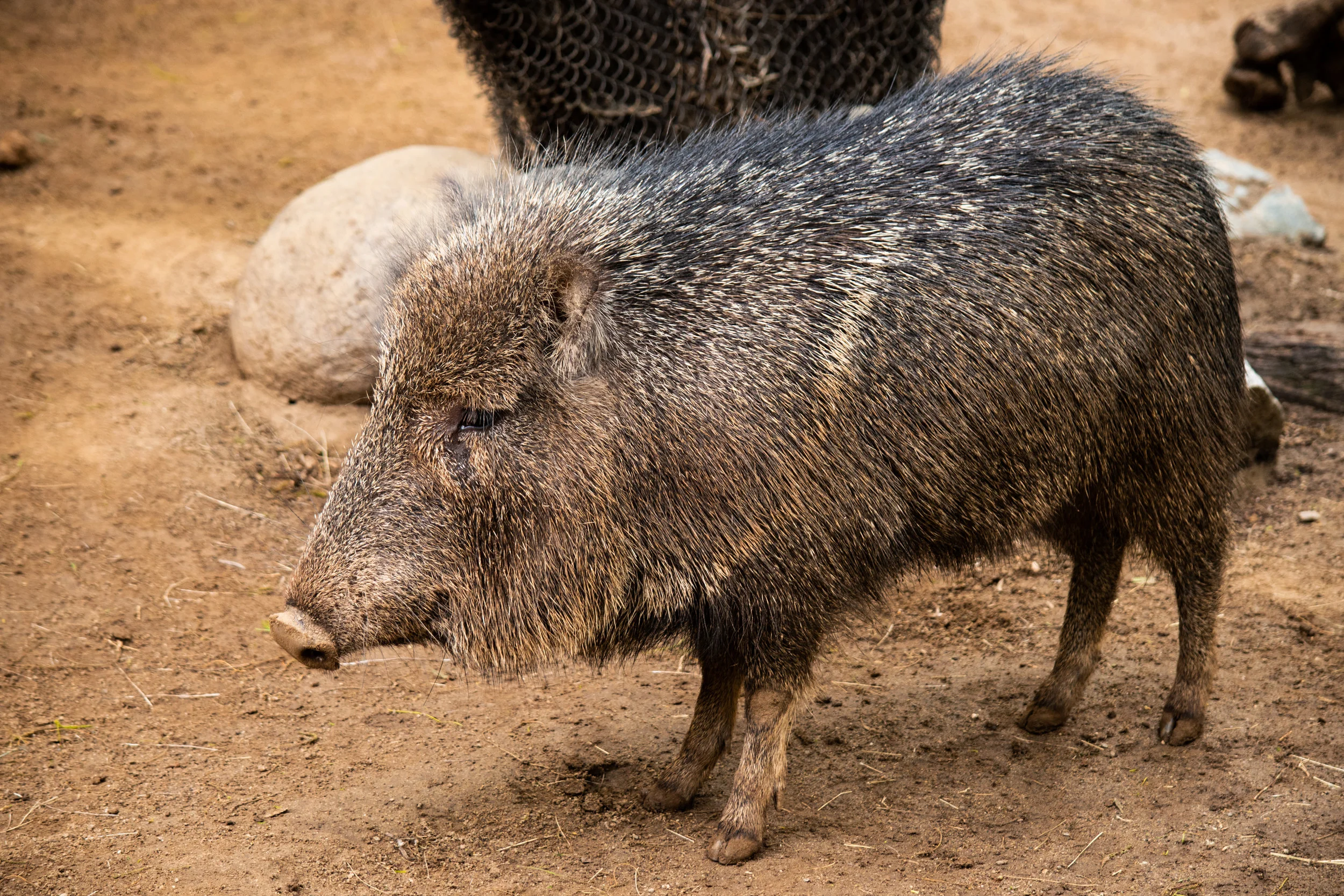 zoo 73 pumba.jpg