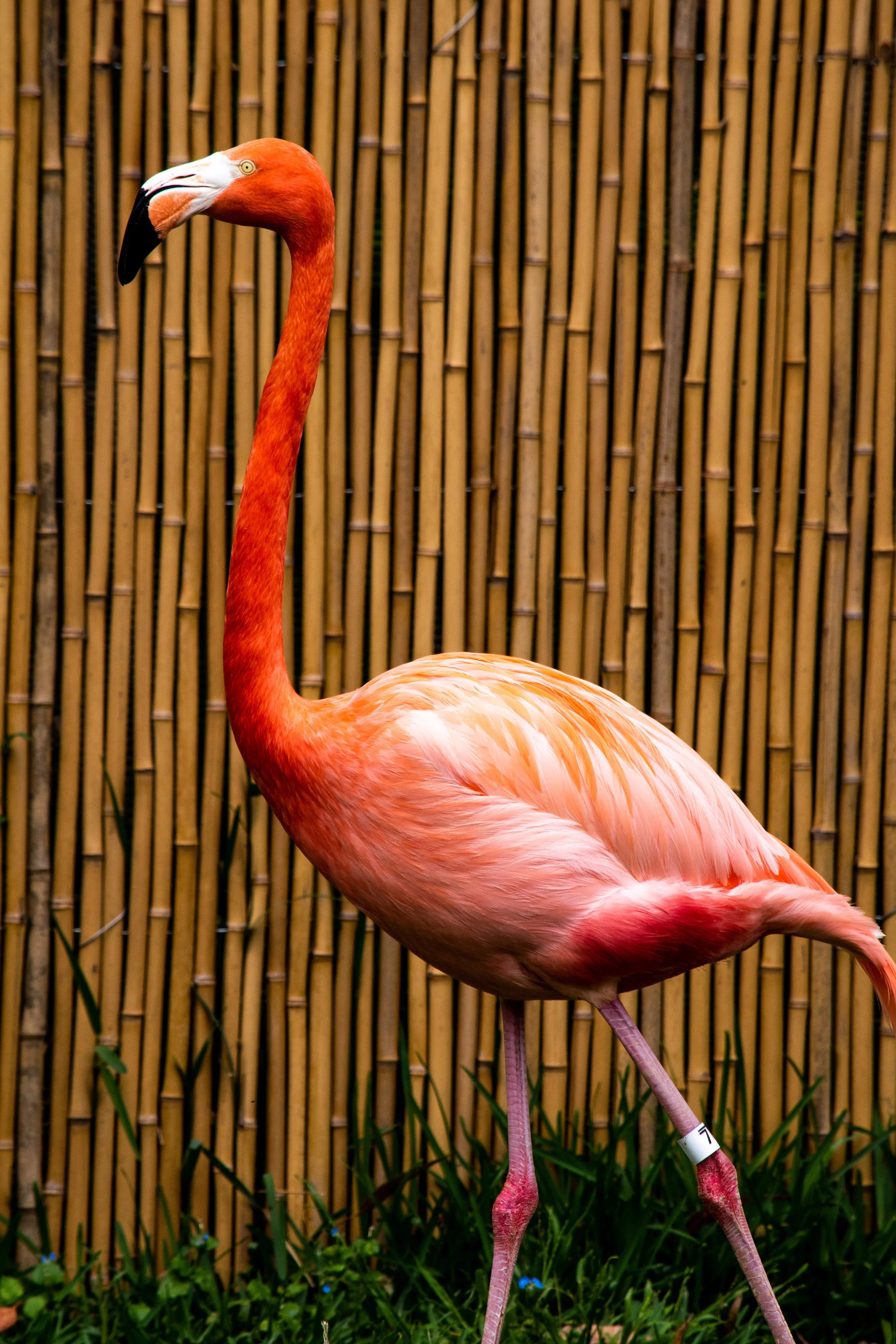 zoo 68.jpg