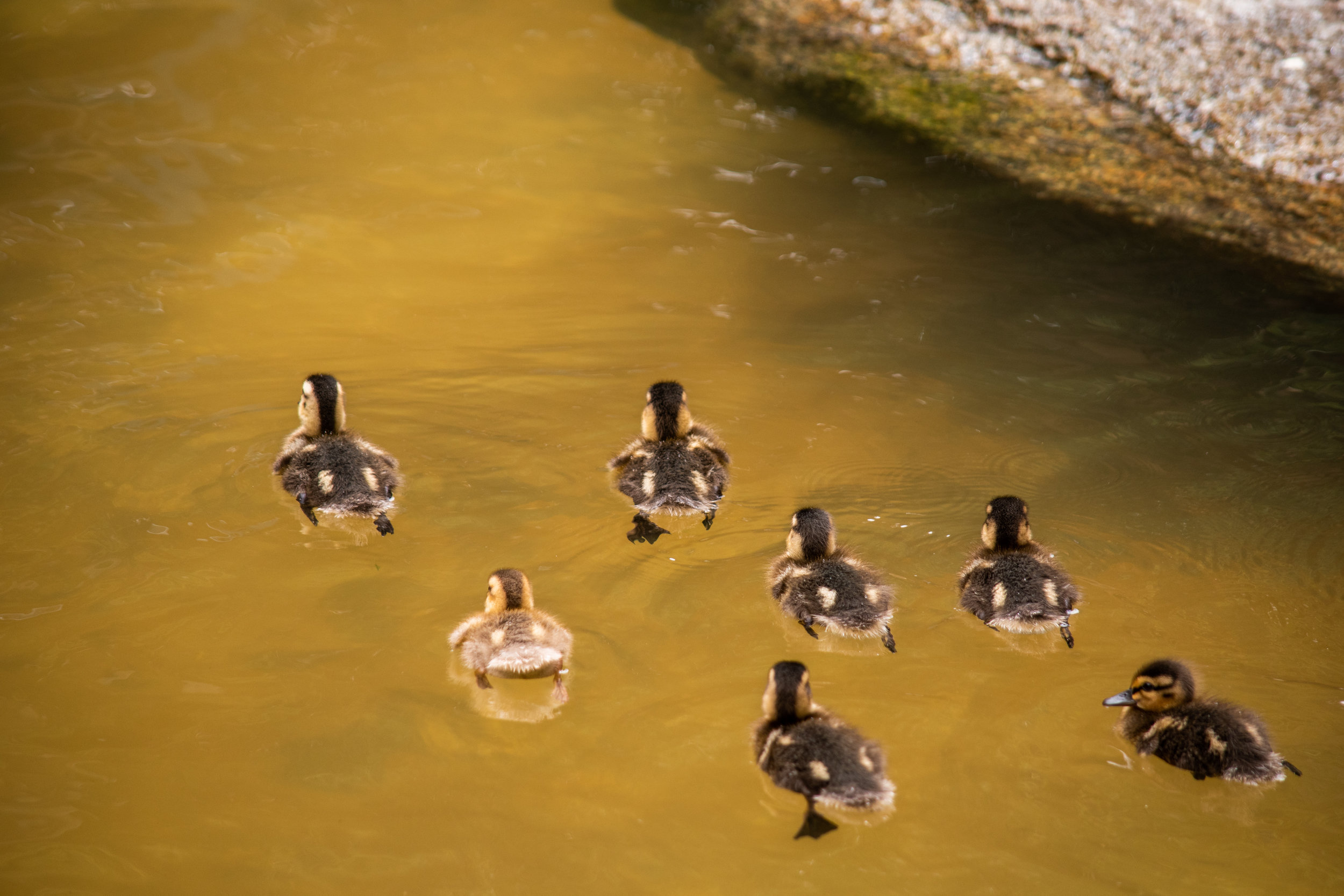 zoo 41 - duck squad.jpg
