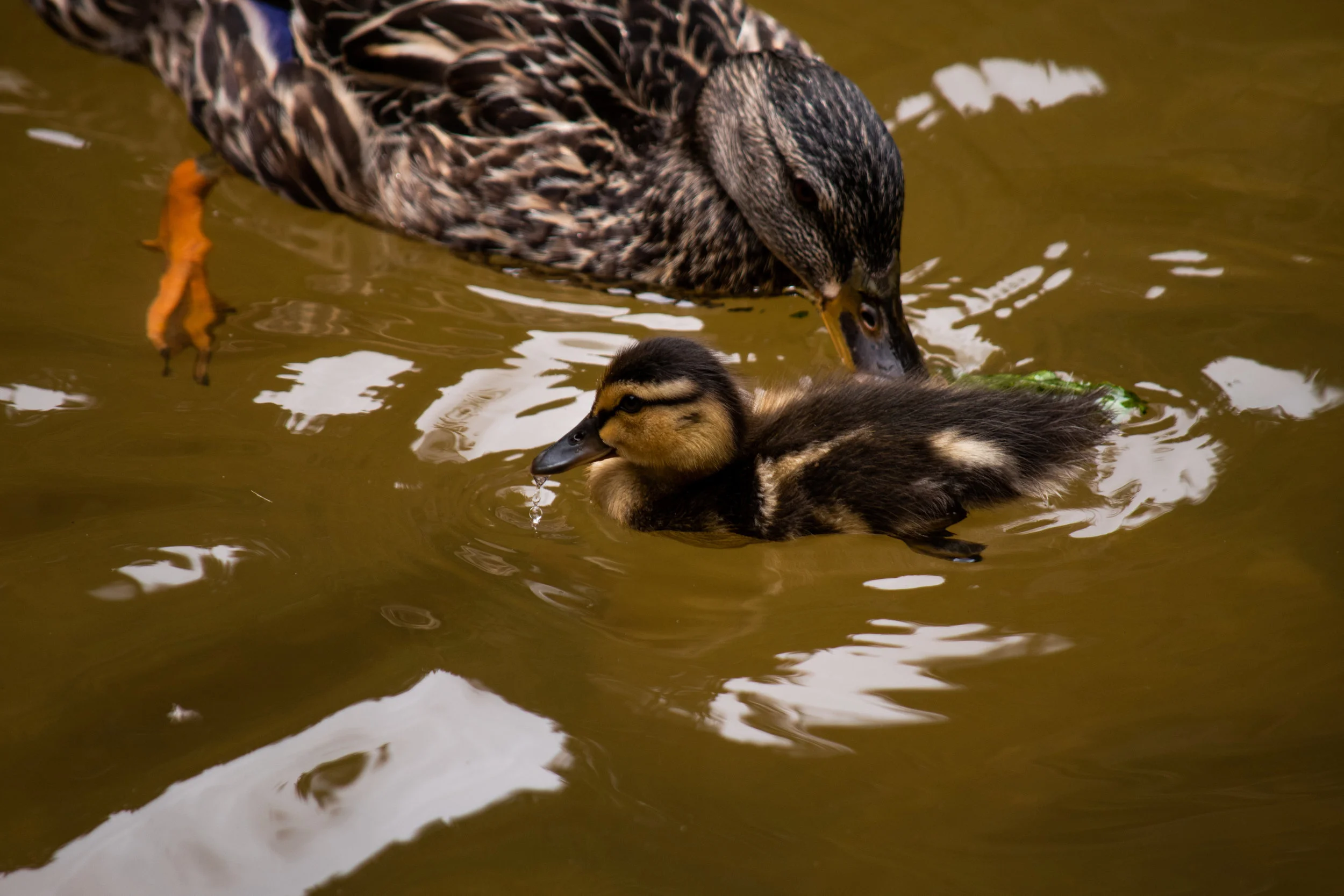 zoo 40 - duck 1.jpg