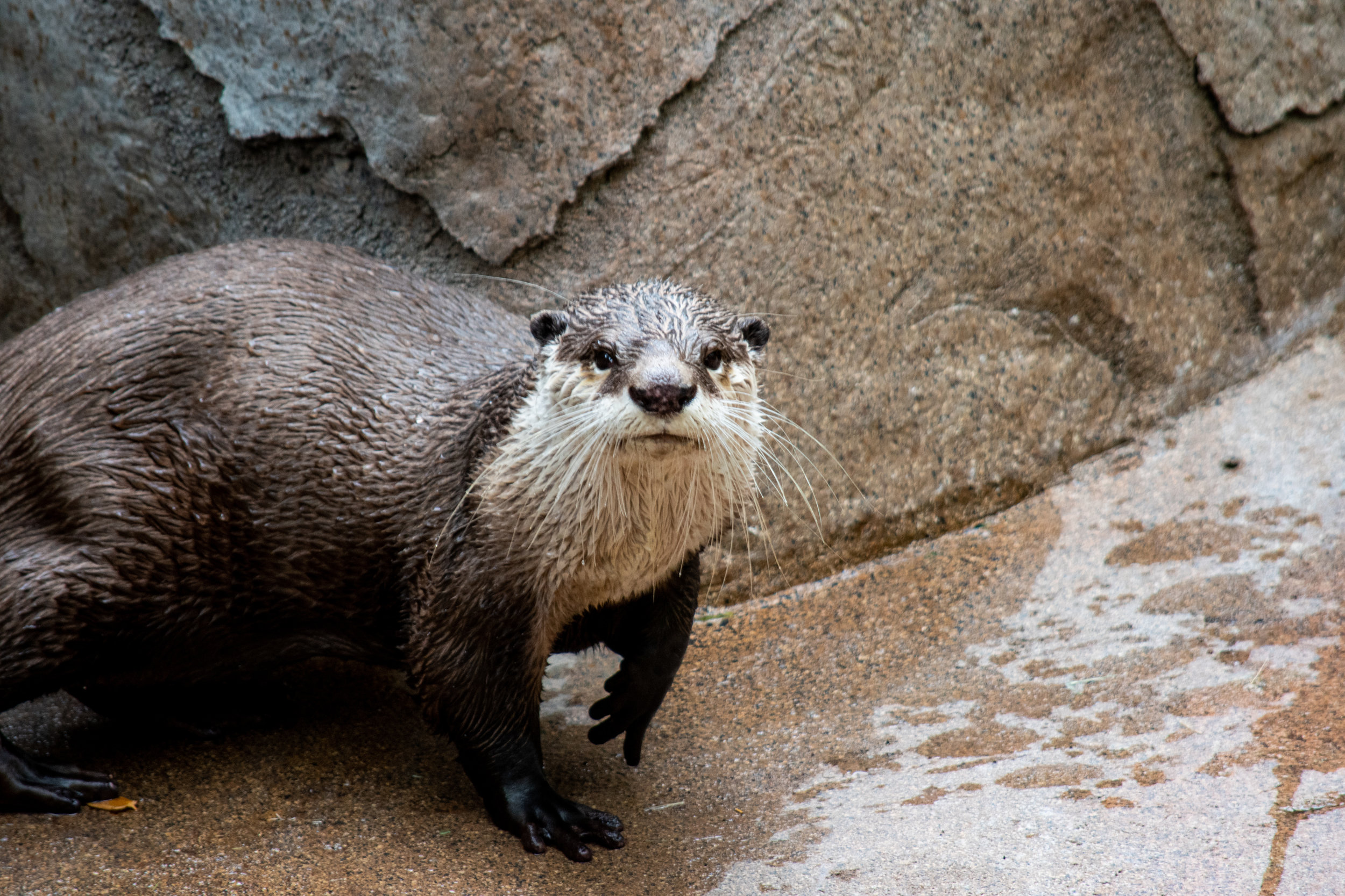 zoo 39 - otter staring.jpg