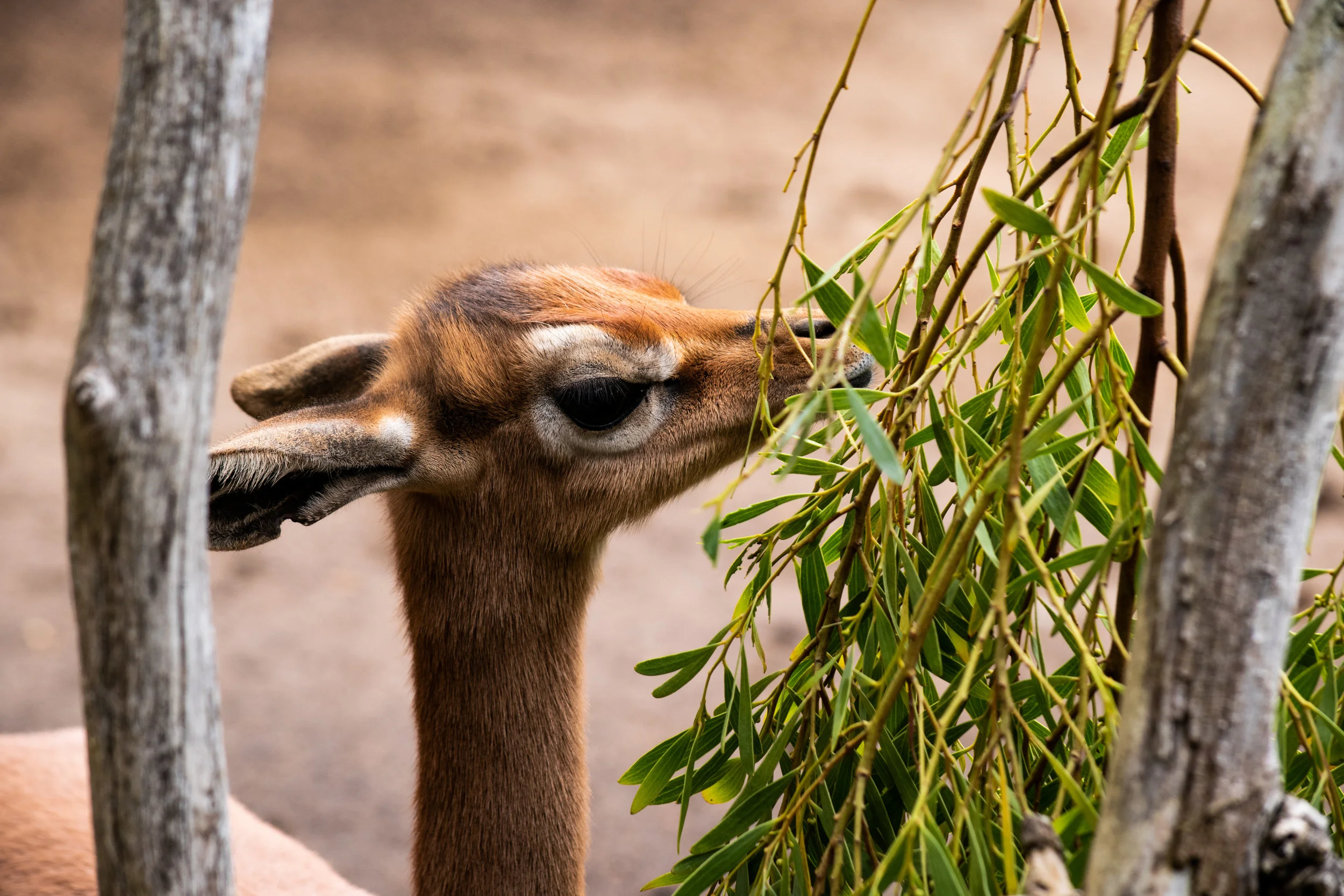 zoo 38.jpg